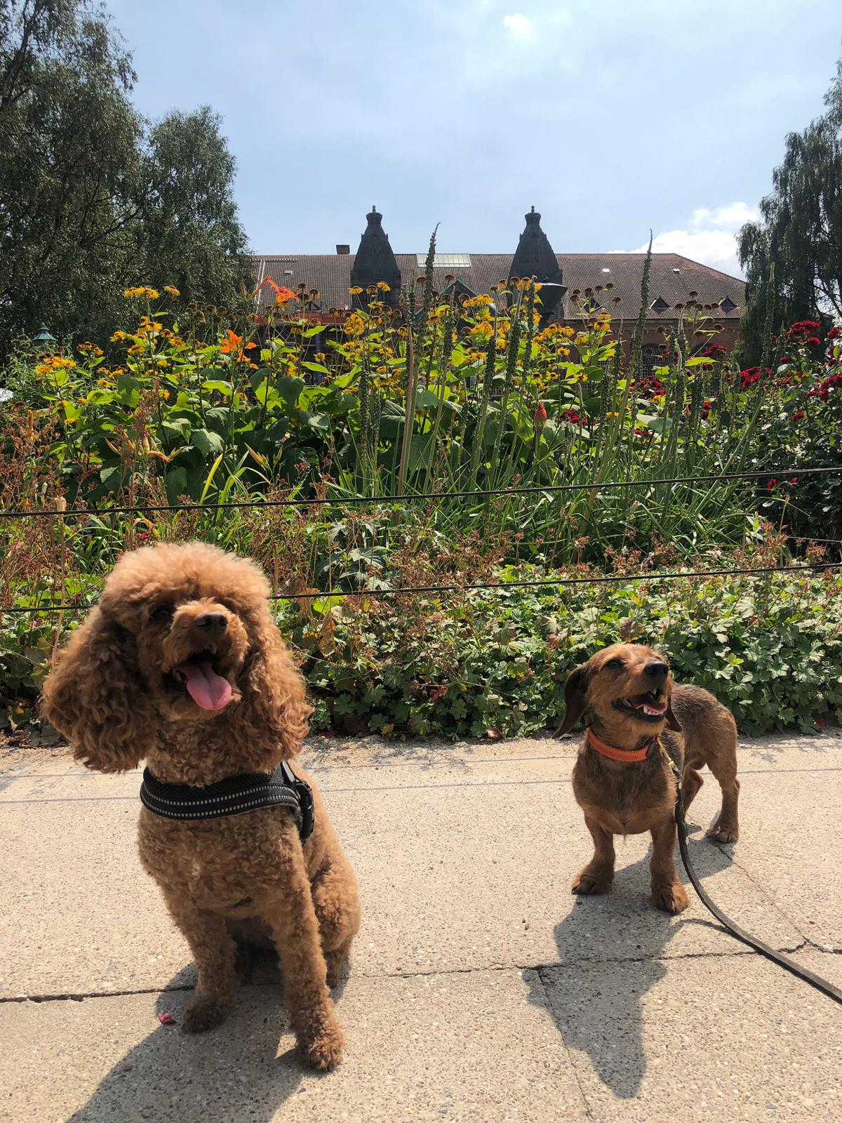 Urlaub mit Hund in Stockholm: Ihr perfekter Guide