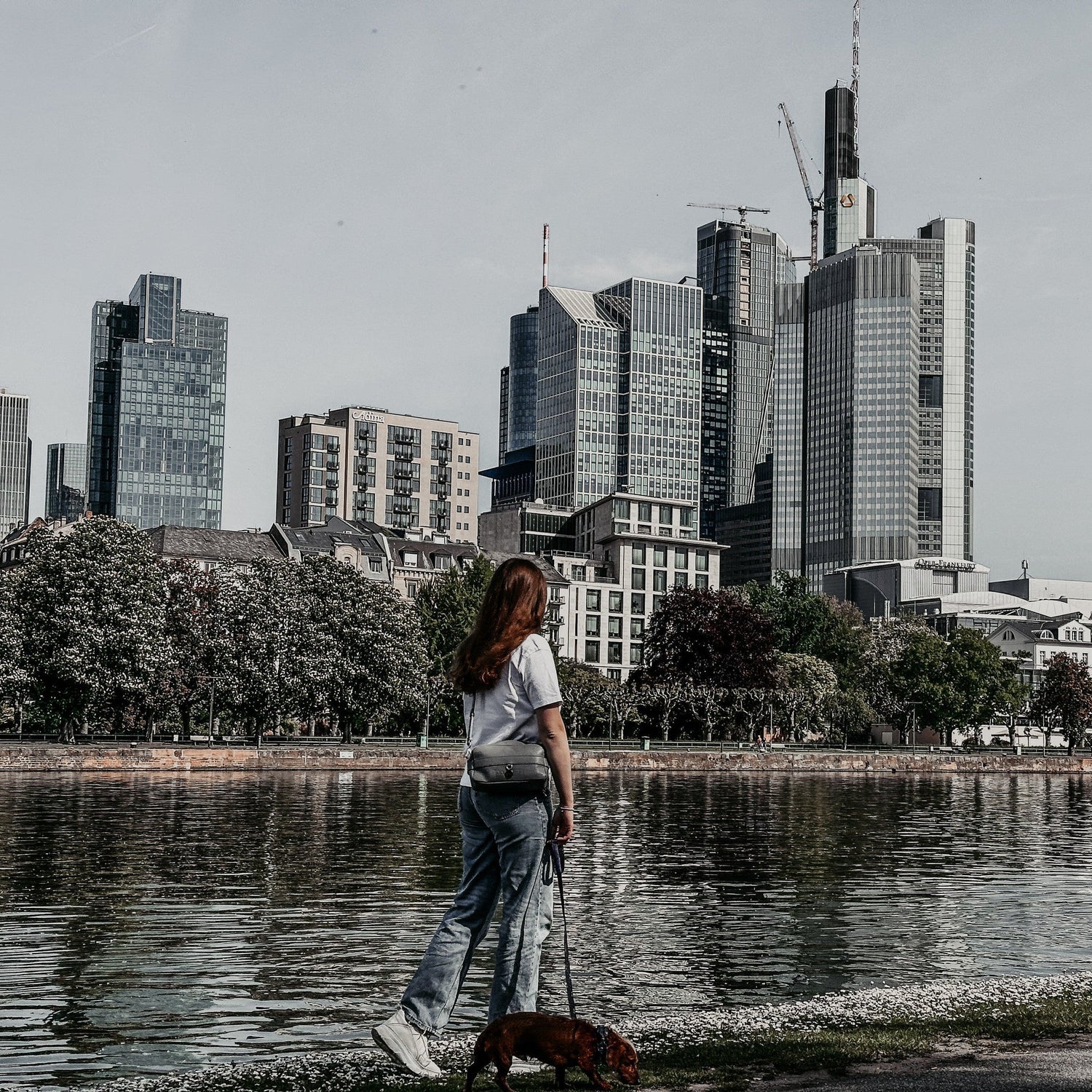 Städtetrip mit Hund – So wird die Reise zum Erlebnis!