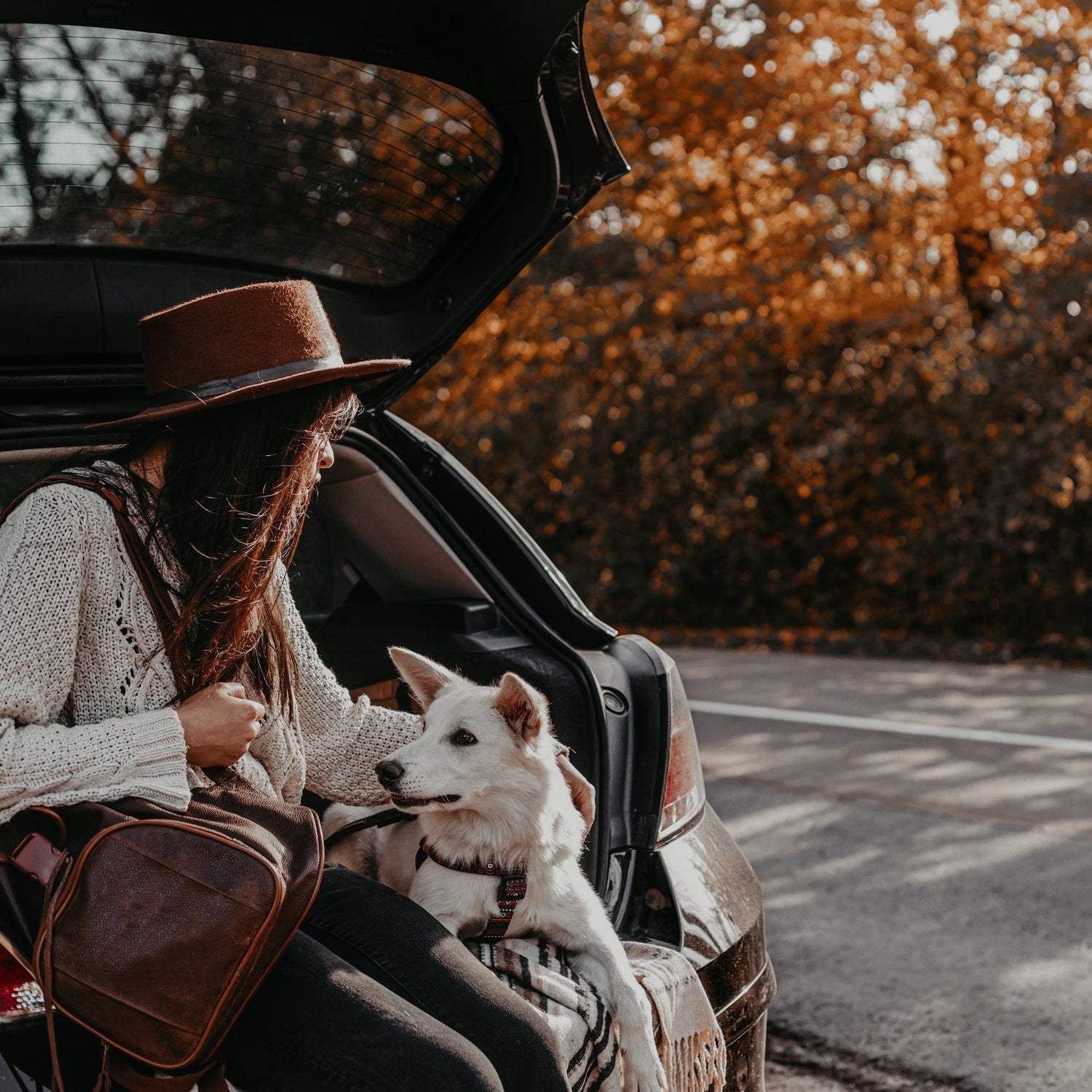 Tipps für Ihre Reise: Internationale Einreisebestimmungen mit Hund