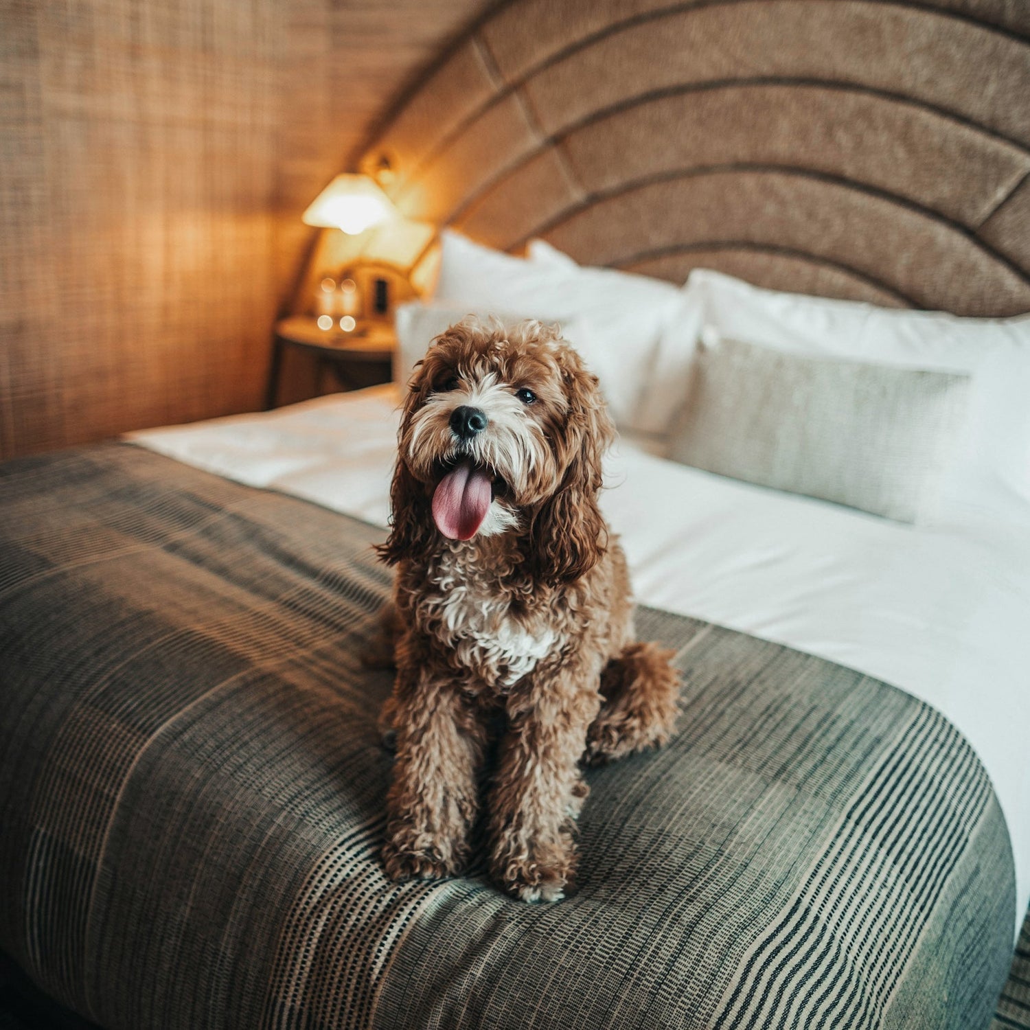 Wellnessurlaub mit Hund: Entspannt & Glücklich gemeinsam