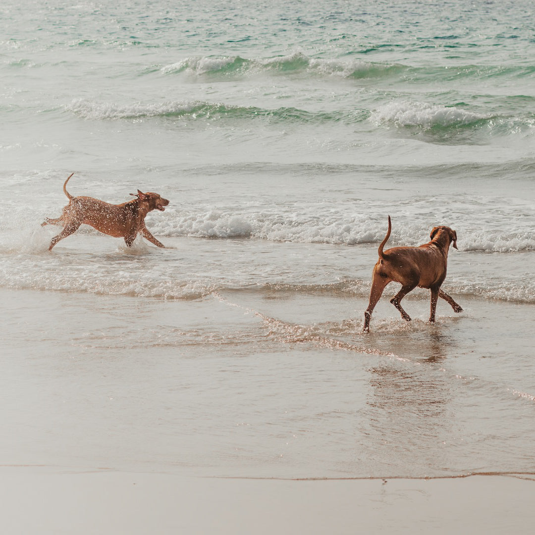 Rundum-sicher: Tierversicherung für Urlaubsreisen