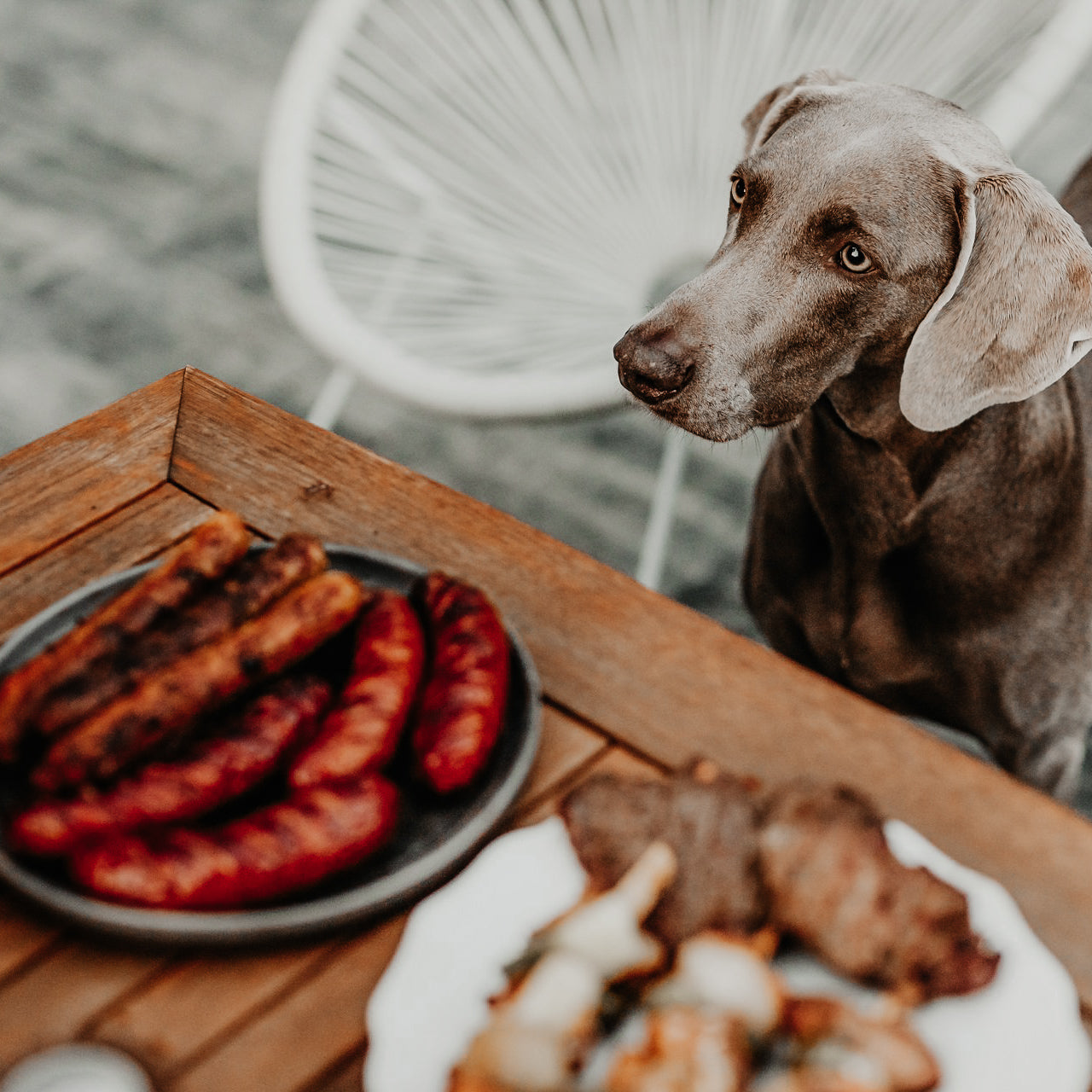 Entspannter Restaurantbesuch mit Hund: ohne Winseln & Betteln