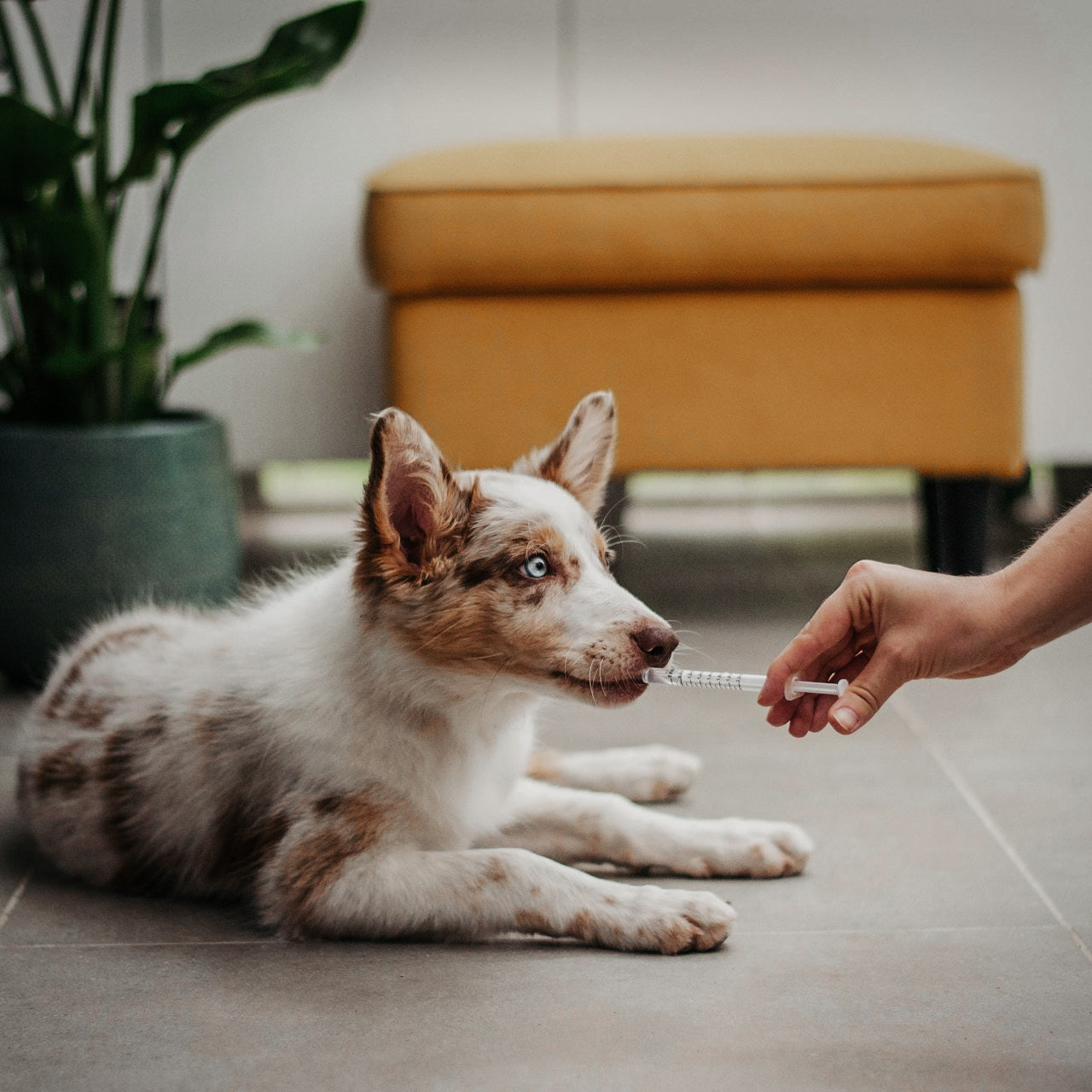 Reiseapotheke für Hunde: Perfekte Notfall‑Ausrüstung für Ihren Urlaub