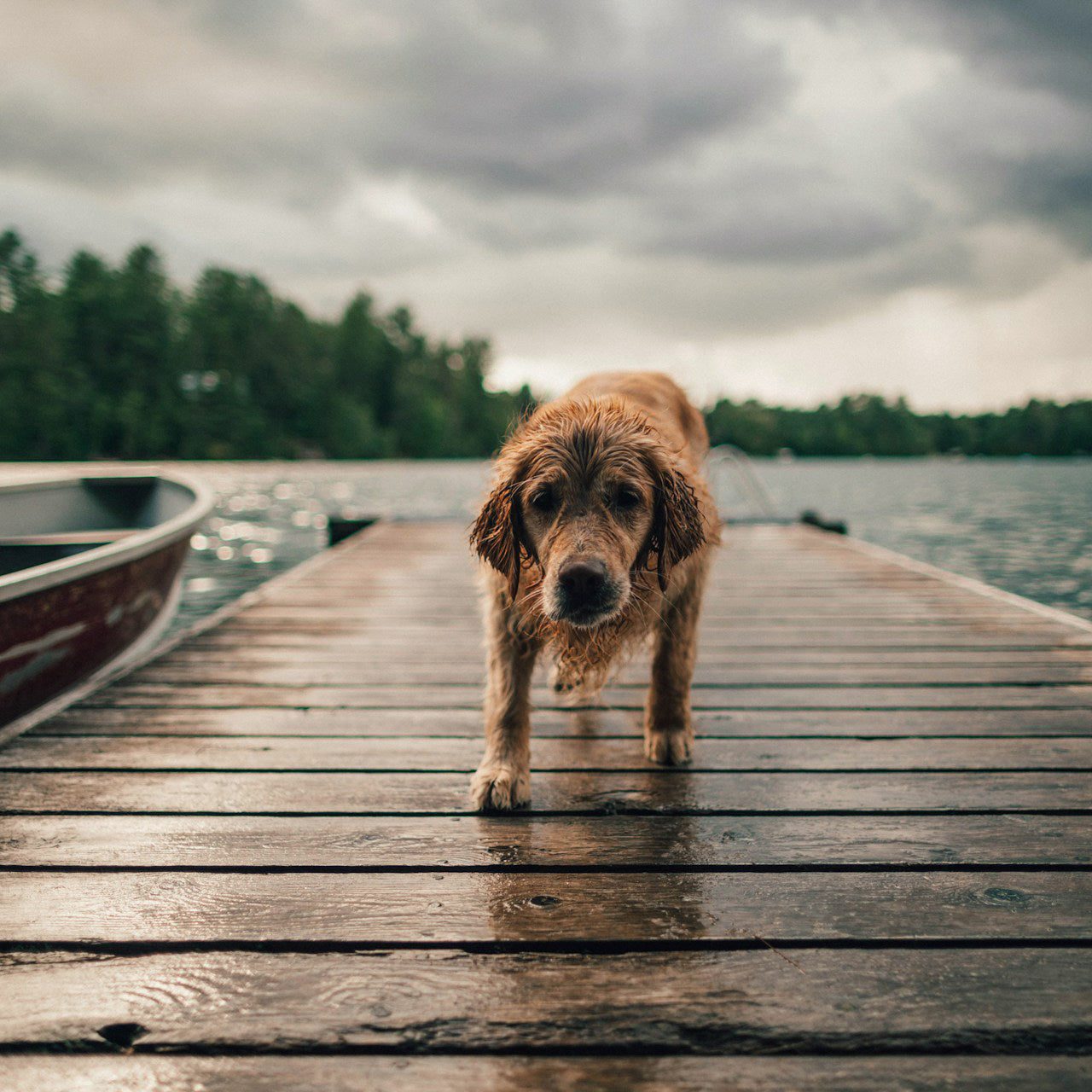 Urlaub mit Hund am Bodensee: Top 10 hundefreundliche Hotels