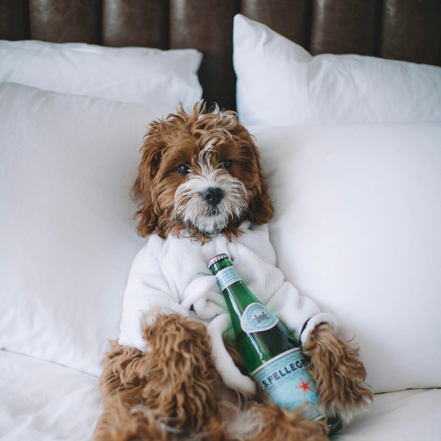 Hund im Hotelzimmer: Wohlfühl-Tipps für den Urlaub
