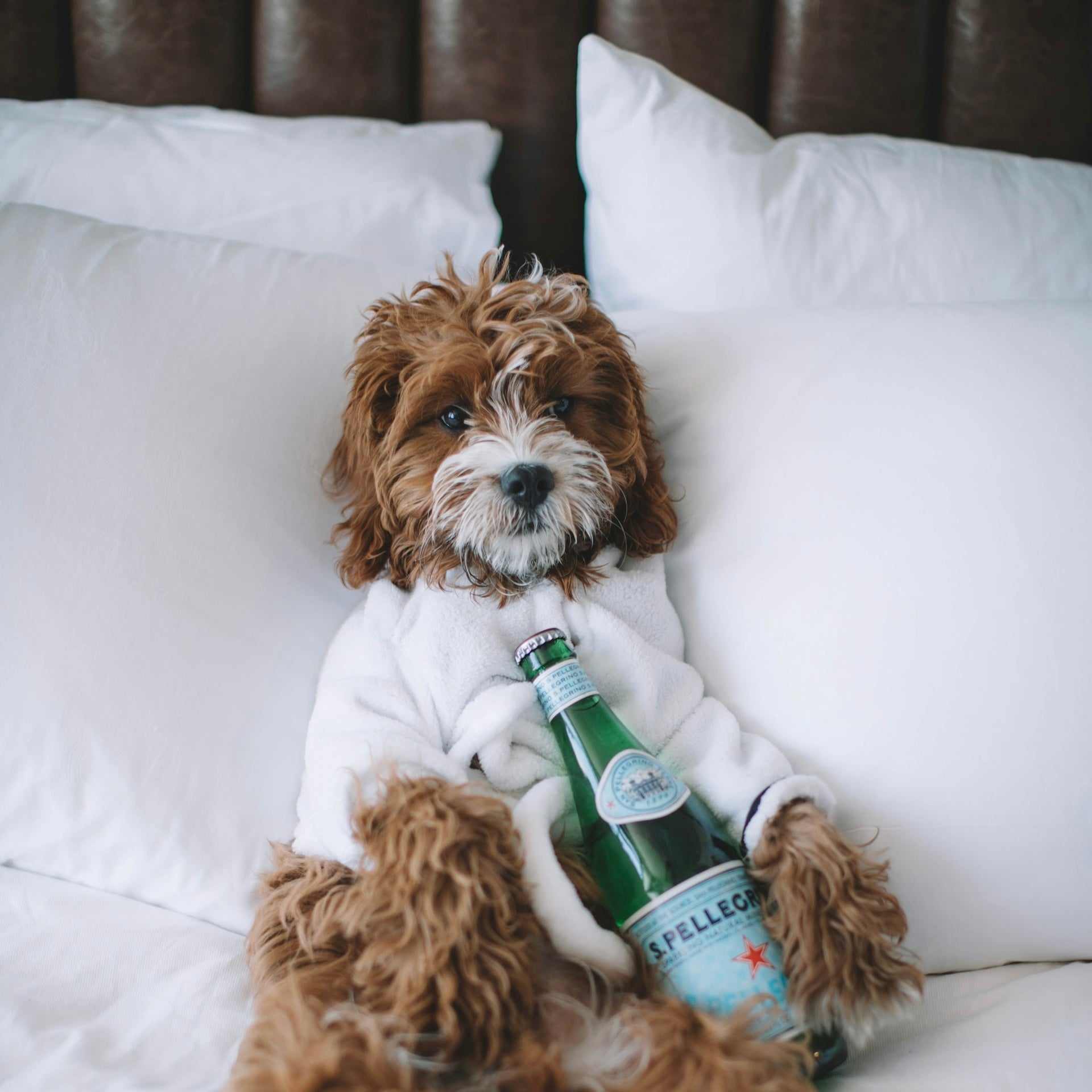 Hund im Hotelzimmer: Wohlfühl-Tipps für den Urlaub