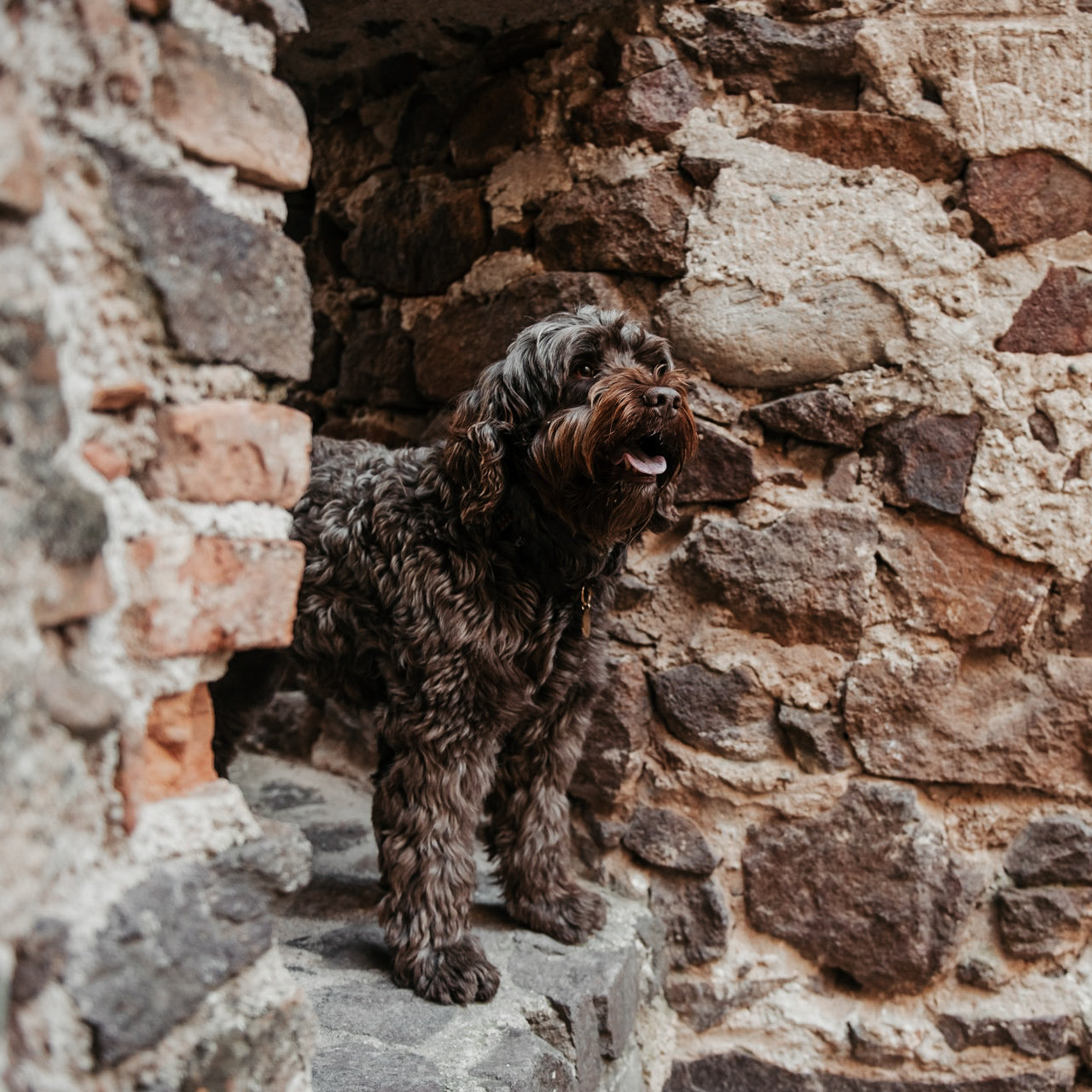 Urlaub mit Hund in der Toskana – Luxus & Abenteuer für Zwei