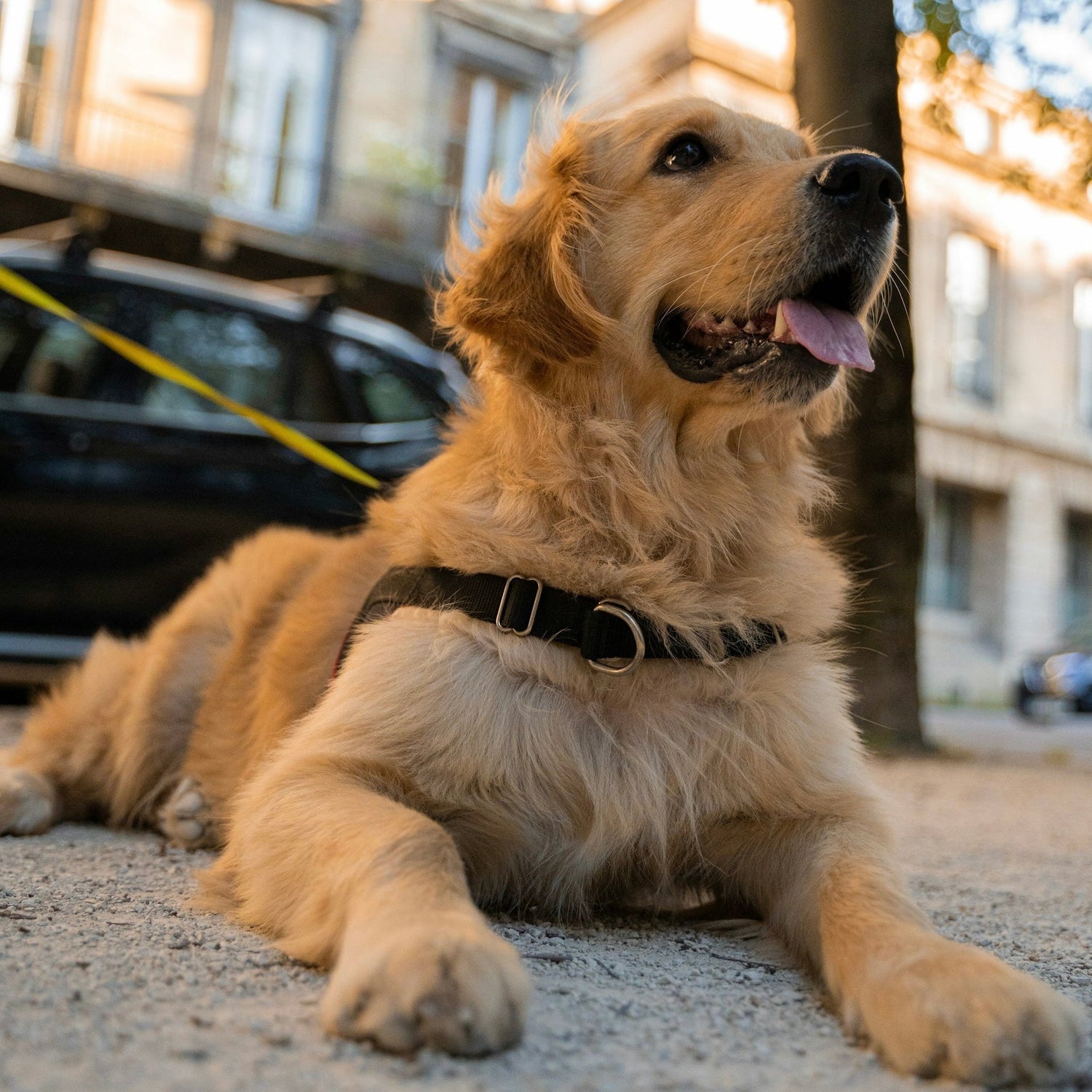 Urlaub mit Hund in Zürich – Luxus, Natur & Citygefühl perfekt kombiniert