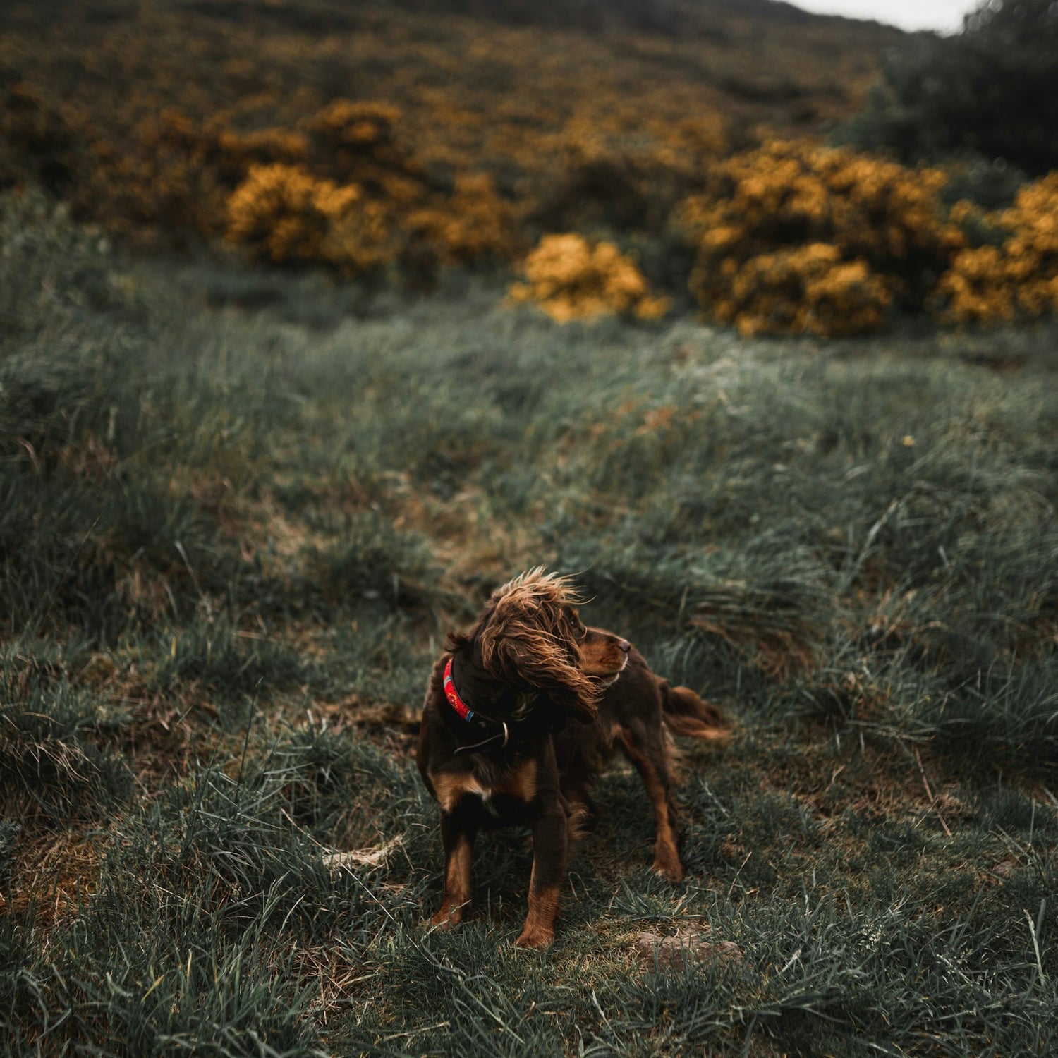 Urlaub mit Hund in Schottland – Natur, Stil & hundefreundlicher Komfort