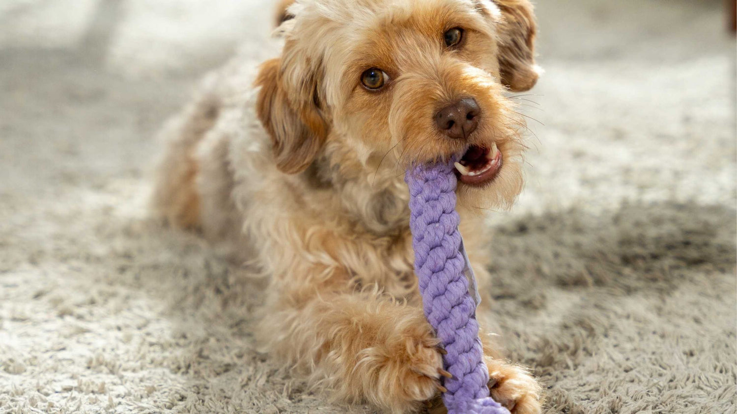 Ein Welpe zieht ein: Erstausstattung, Sozialisierung & Pflege