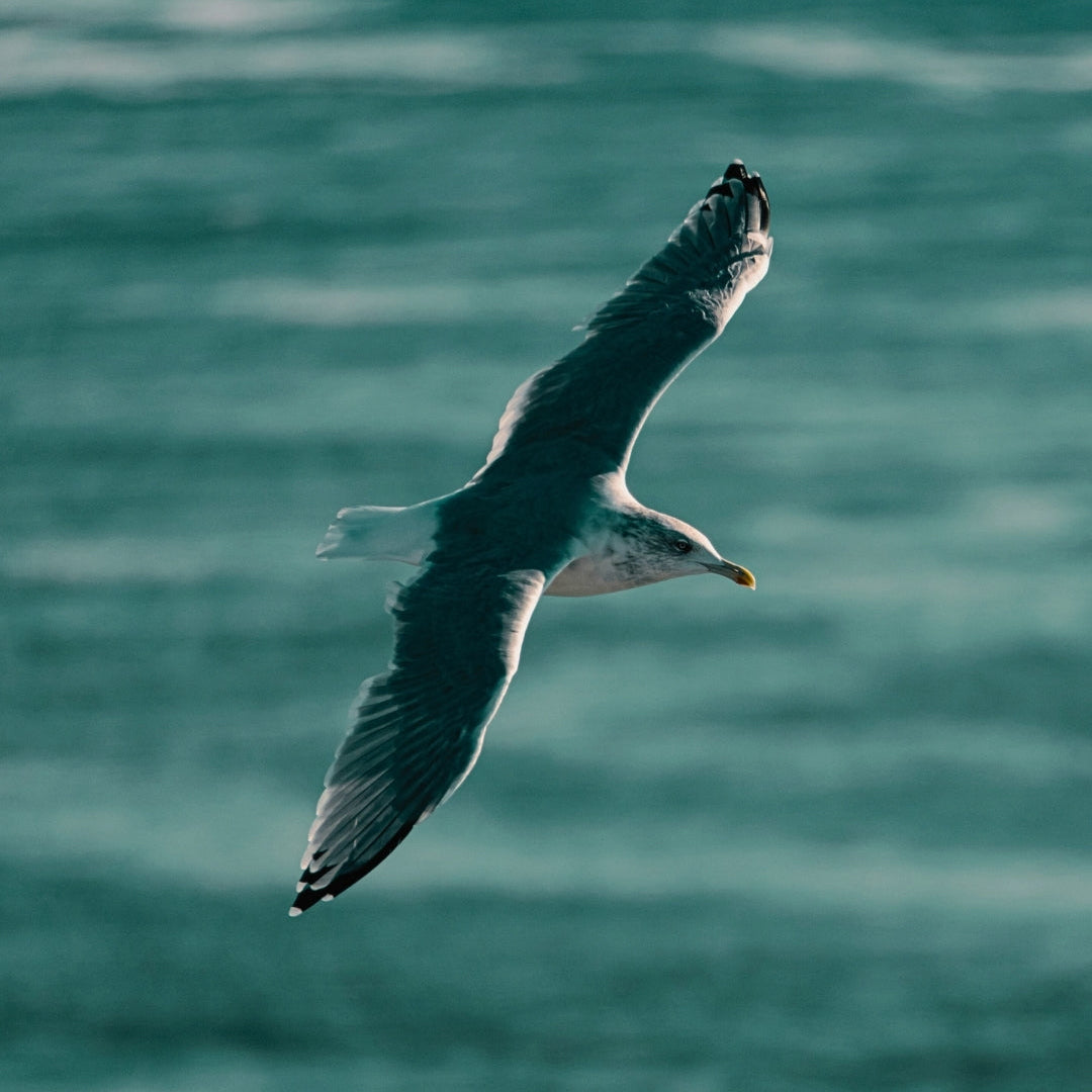 Urlaub mit Hund in Tallinn: Ihr umfassender Guide für Stadt & Roadtrip mit Hund