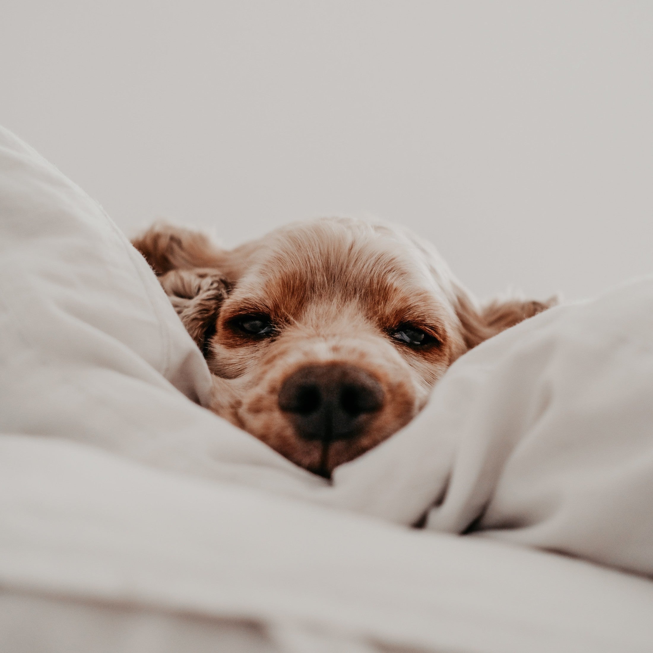 Reiseangst beim Hund? Entspannt mit natürlichen Hilfen