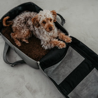 Wochenende mit Hund | Stilvoll reisen | PAWLII