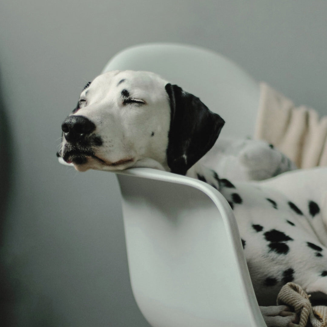 Stressfrei Reisen mit Hund: Wieso Ruhe Luxus neu definiert