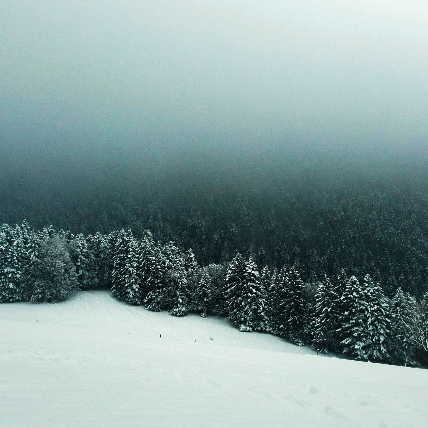 Urlaub mit Hund im Schwarzwald – Entschleunigter Wintergenuss zwischen Natur & Stadt