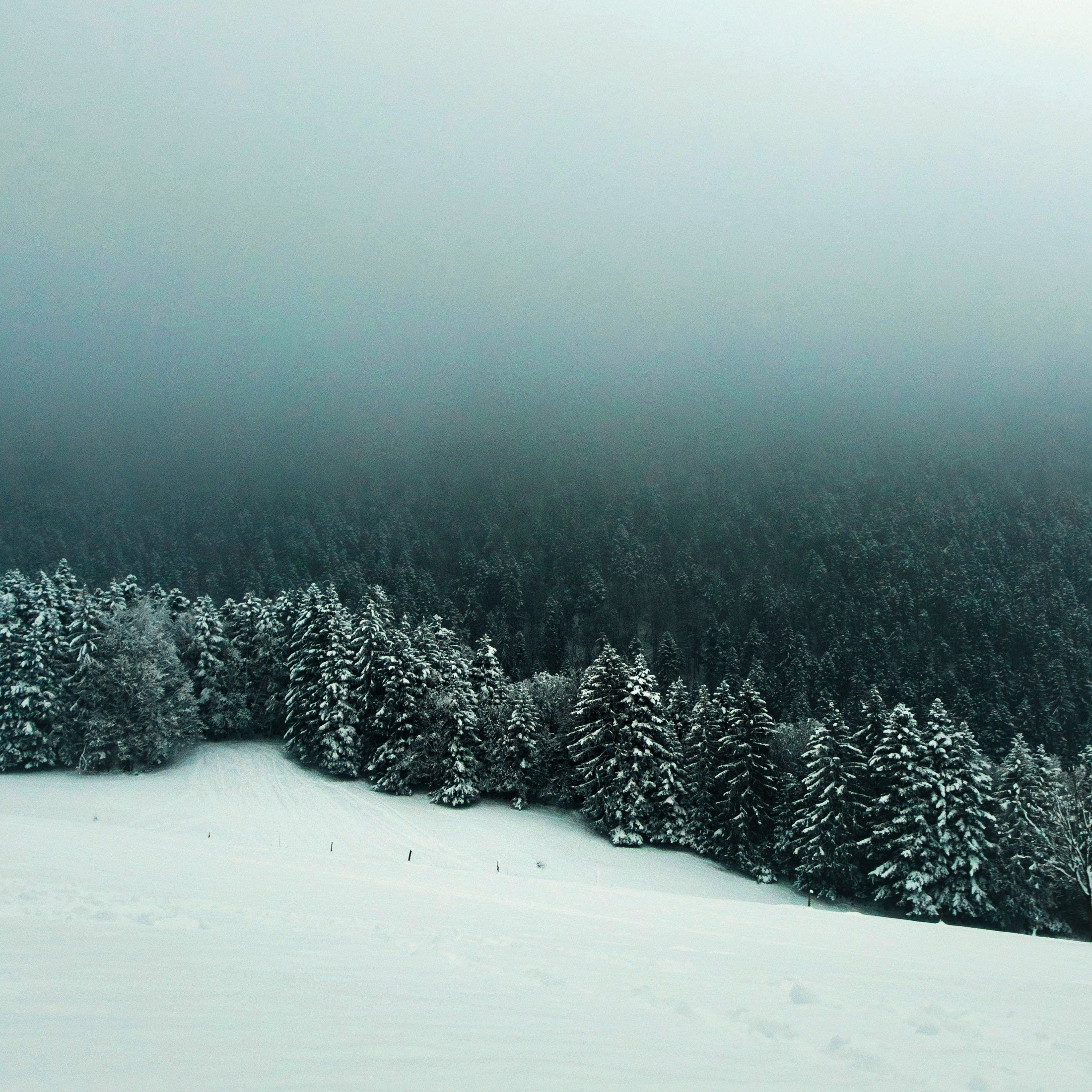 Urlaub mit Hund im Schwarzwald – Entschleunigter Wintergenuss zwischen Natur & Stadt