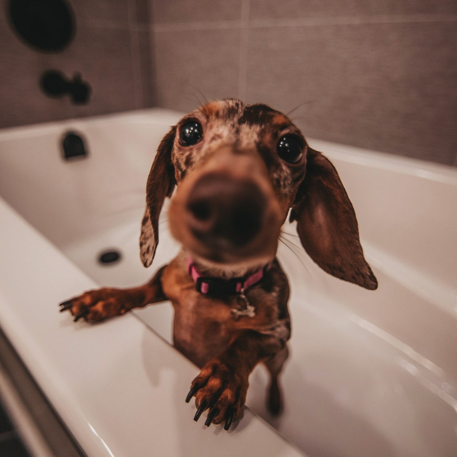 Komplett-Guide Hundepflege: Mobil & kompakt für Ihre Reisen!