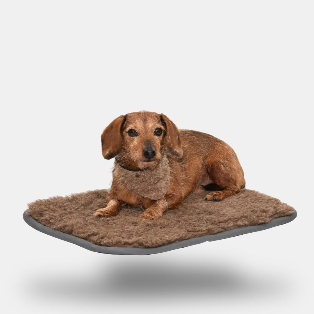 Zuhause mit Hund entspannen