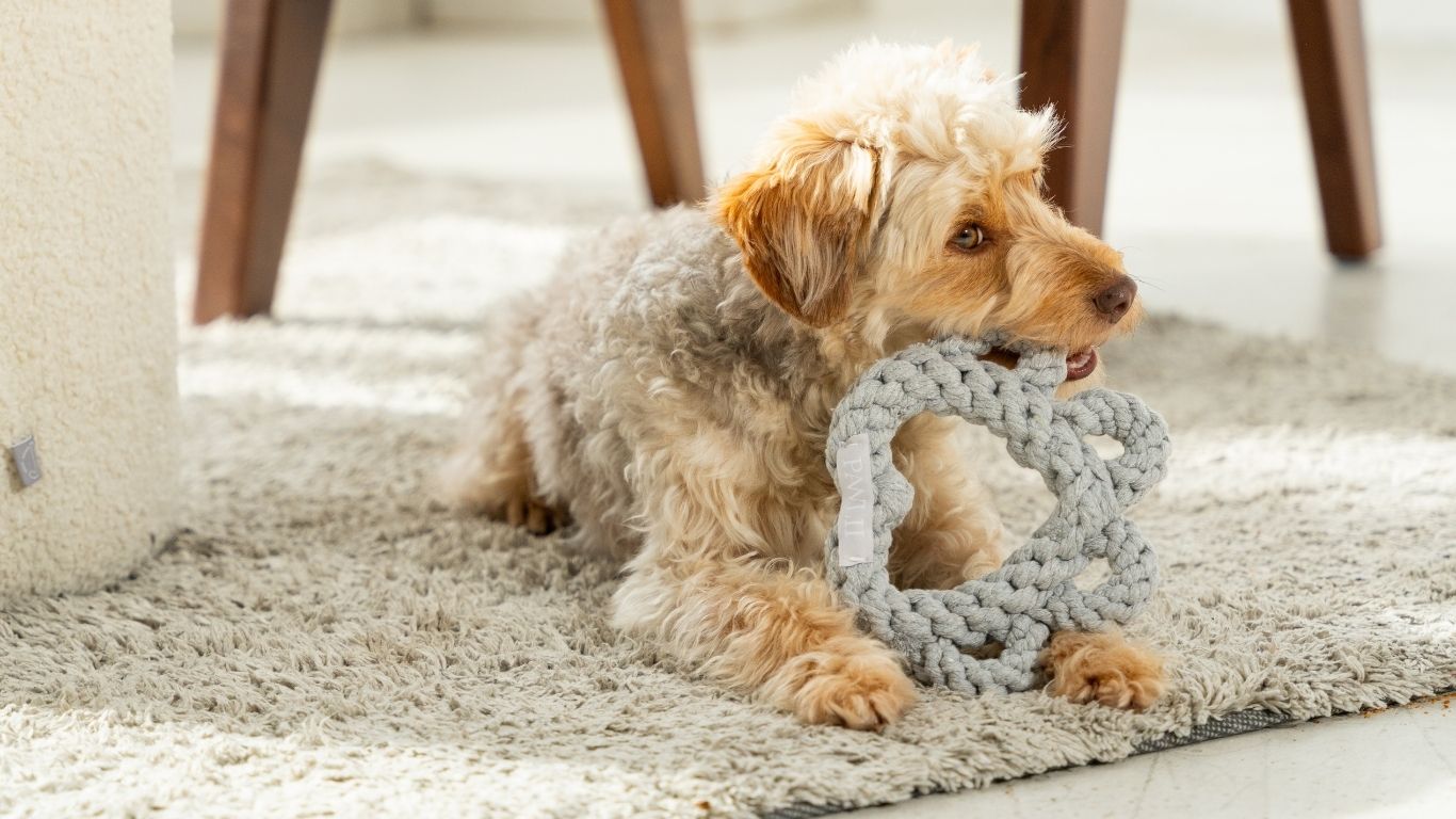 Hund kaut an einem Spielzeug aus Baumwolle.
