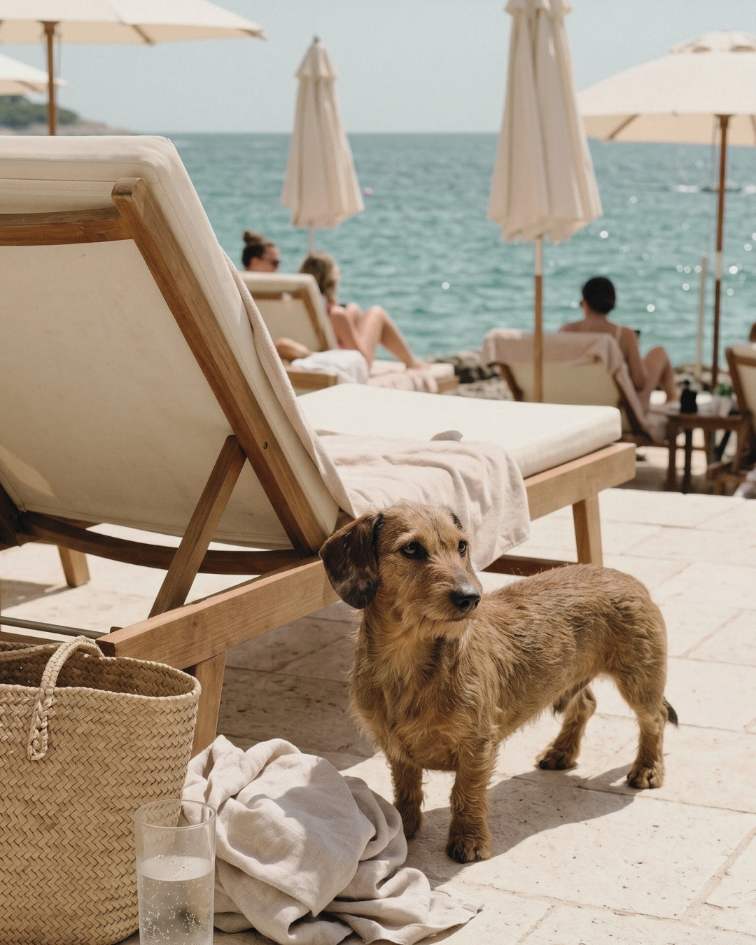 Urlaub mit Hund | PAWLII Travel Edit