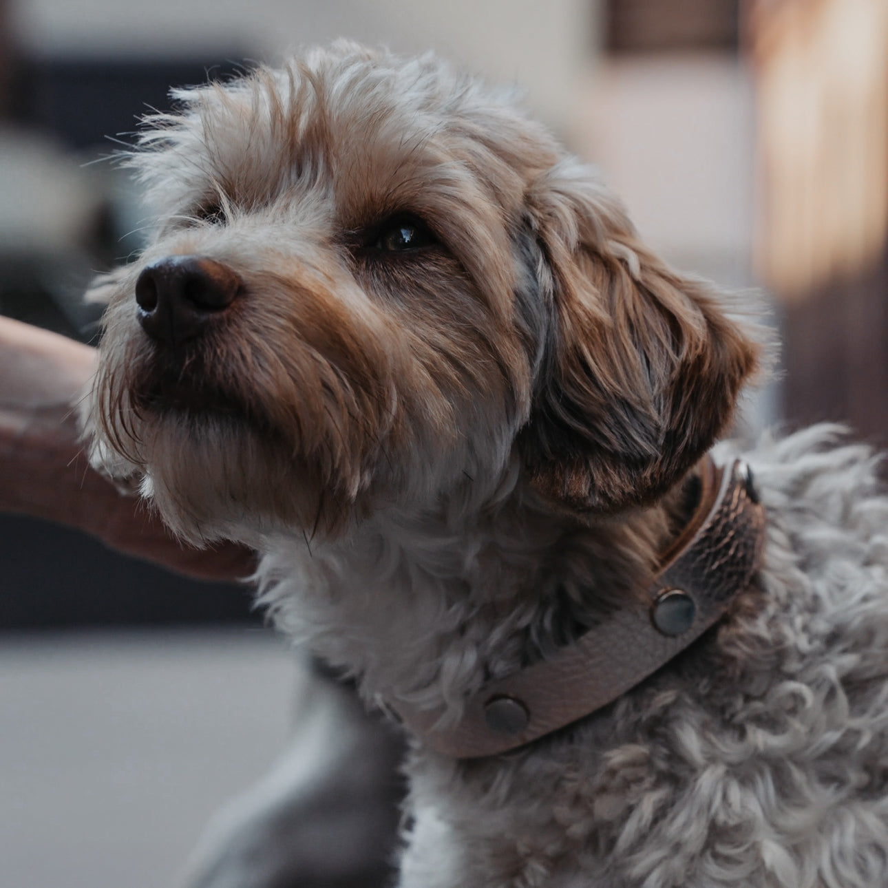 Havaneser Pudel Mischling mit PAWLII Halsband aus Leder.