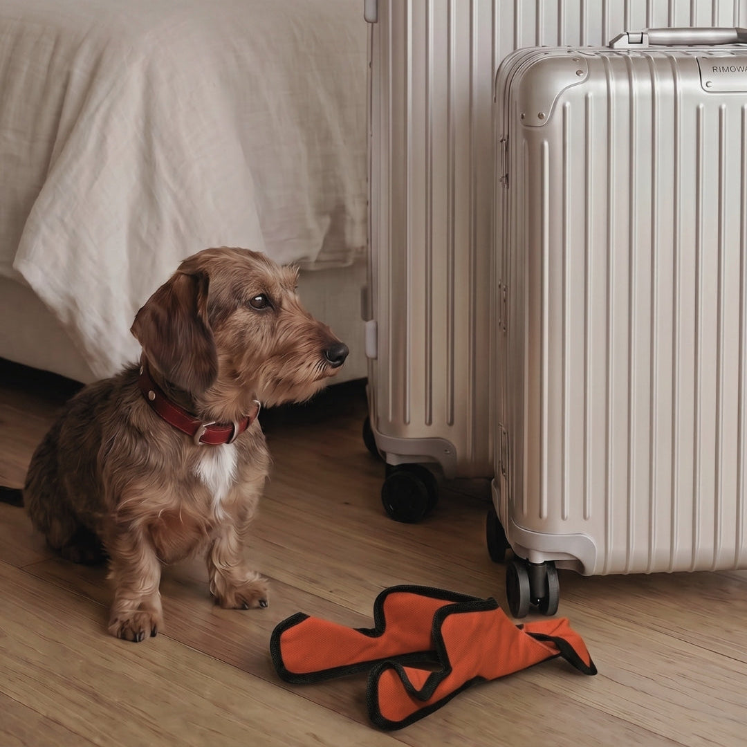 Hund mit Spielzeug aus Baumwolle vor gepackten Koffern.
