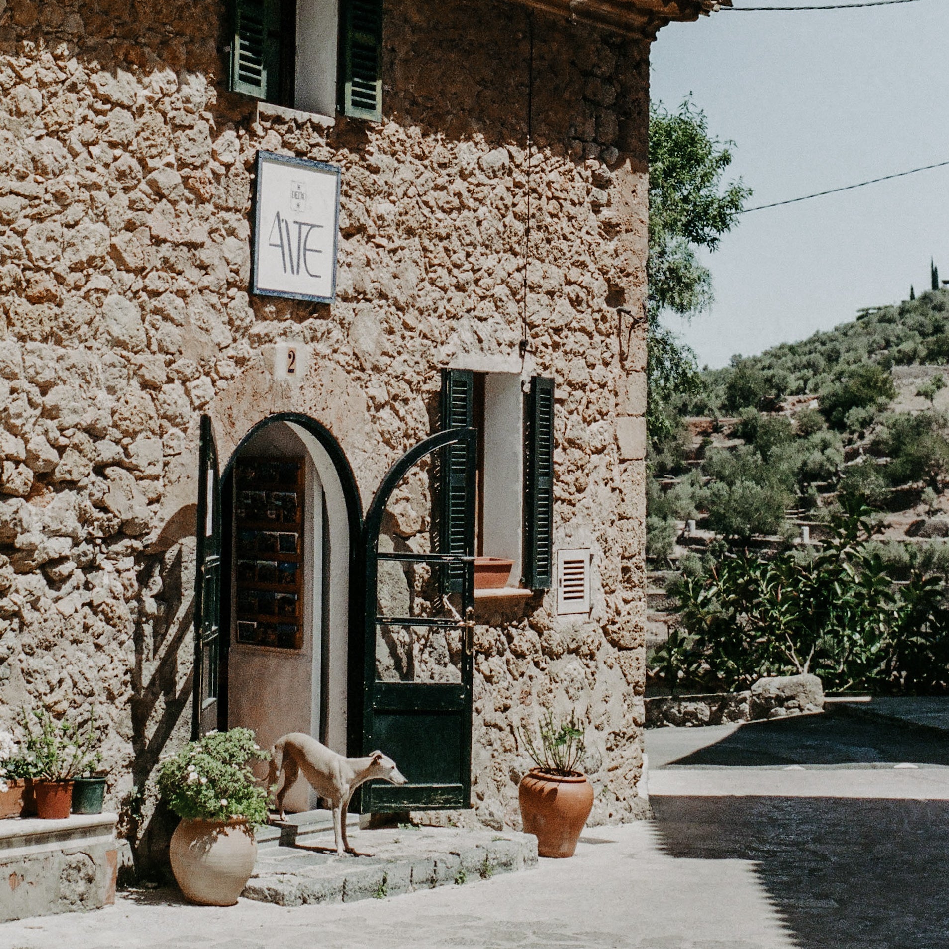 Windhund in der Tür einer mallorquinischen Finca.