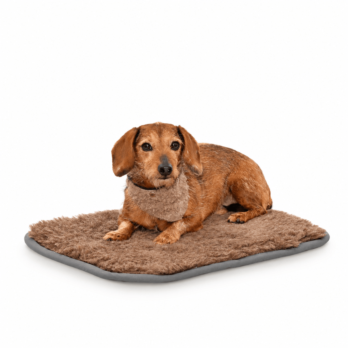 Braune PAWLII Alpaka-Hundedecke mit Rauhaardackel als Größen- und Anwendungskontext.