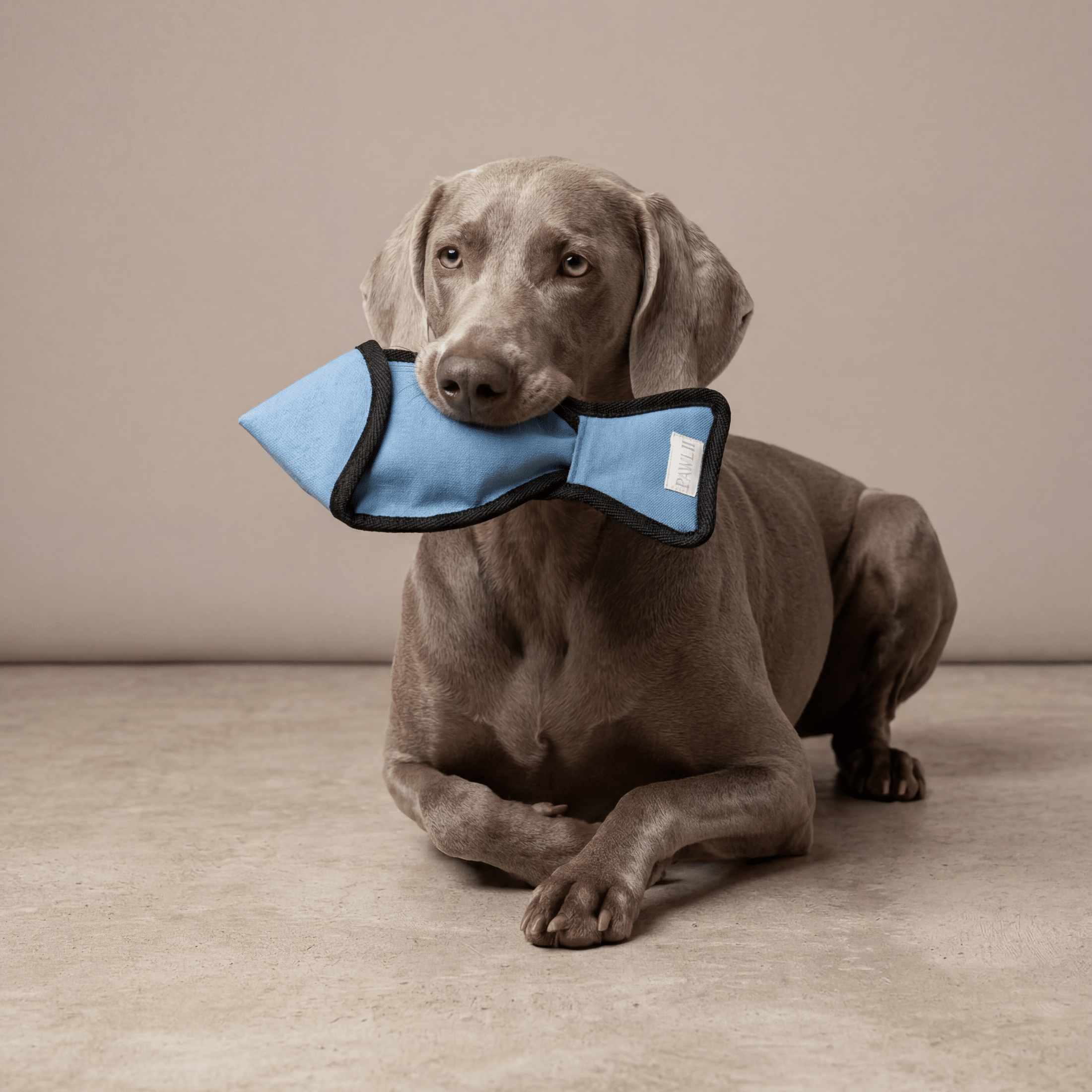 Weimaraner mit Spielzeug aus Baumwolle in Fischform.