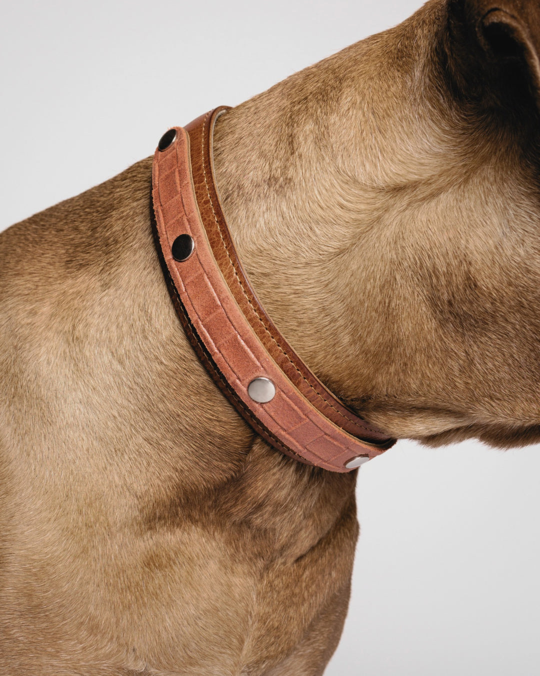 Ein Ridgeback mit einem cognacfarbenem Lederhalsband mit individuellem Designclip.