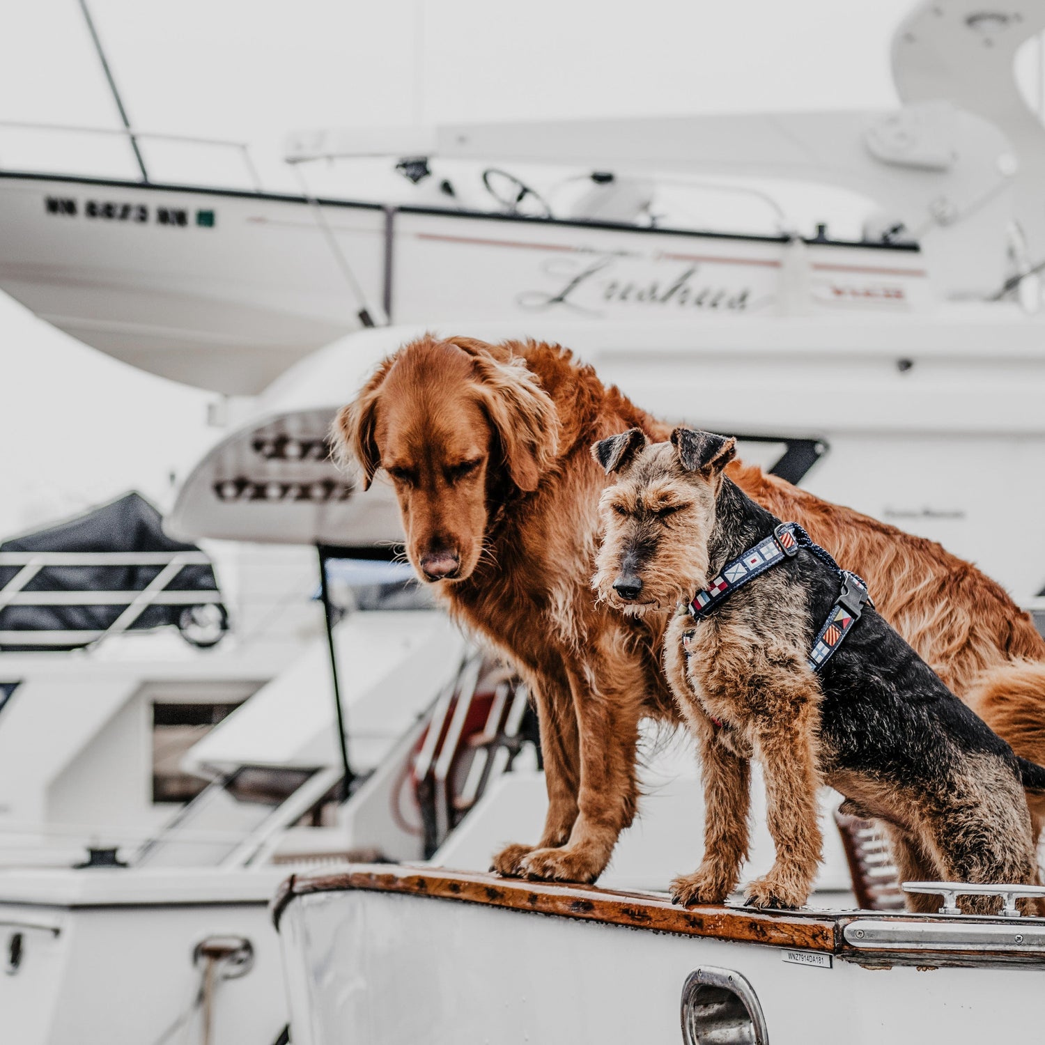 Urlaub mit Hund auf dem Schiff