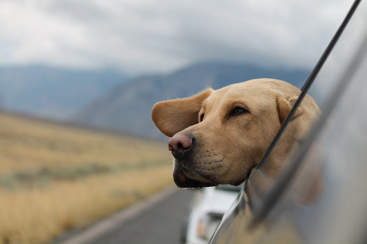 Entertaining Your Dog While Traveling: A Guide to Mental Enrichment and Comfort