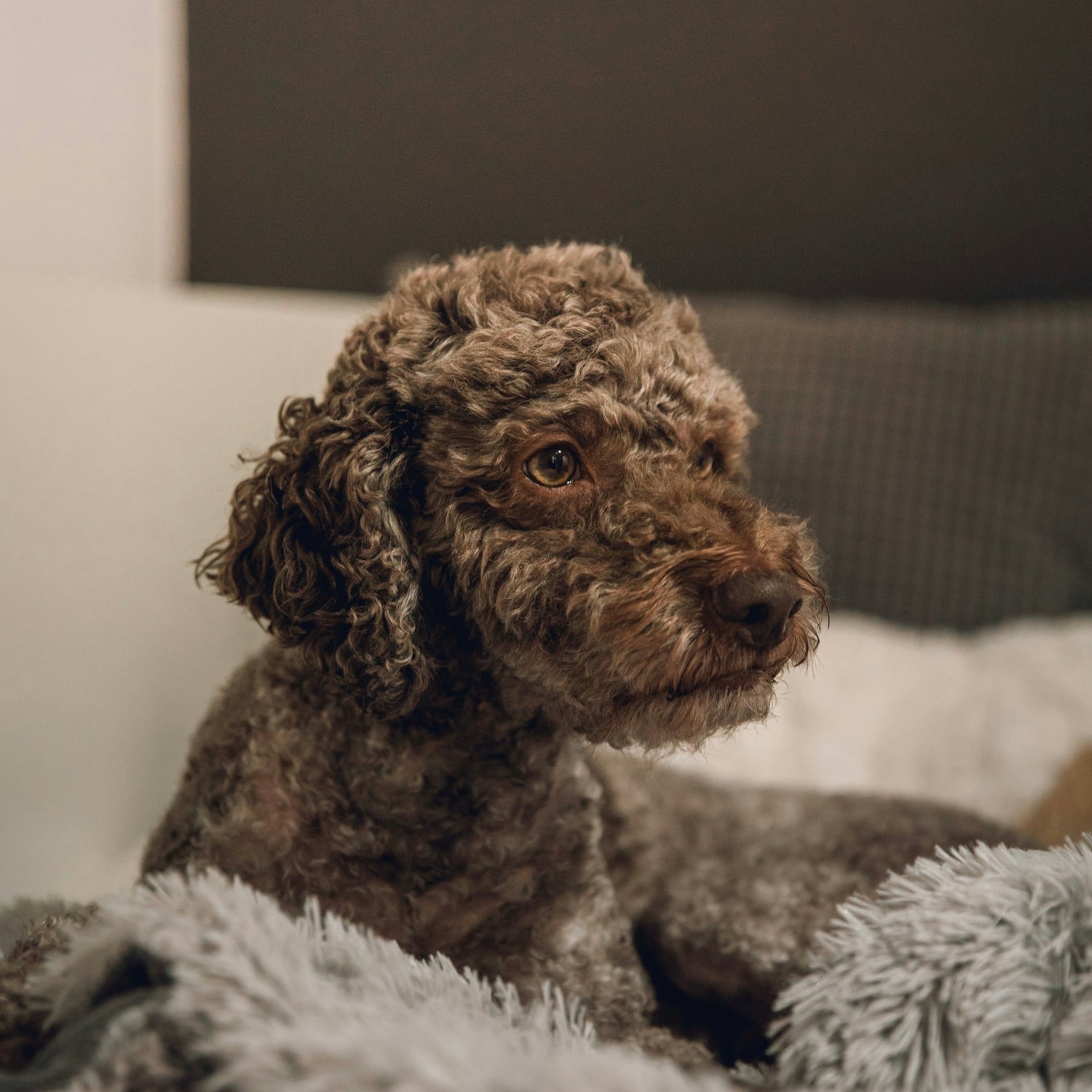 Achtsam reisen mit Hund – Ihr Reiseguide für bewusste Abenteuer mit vier Pfoten