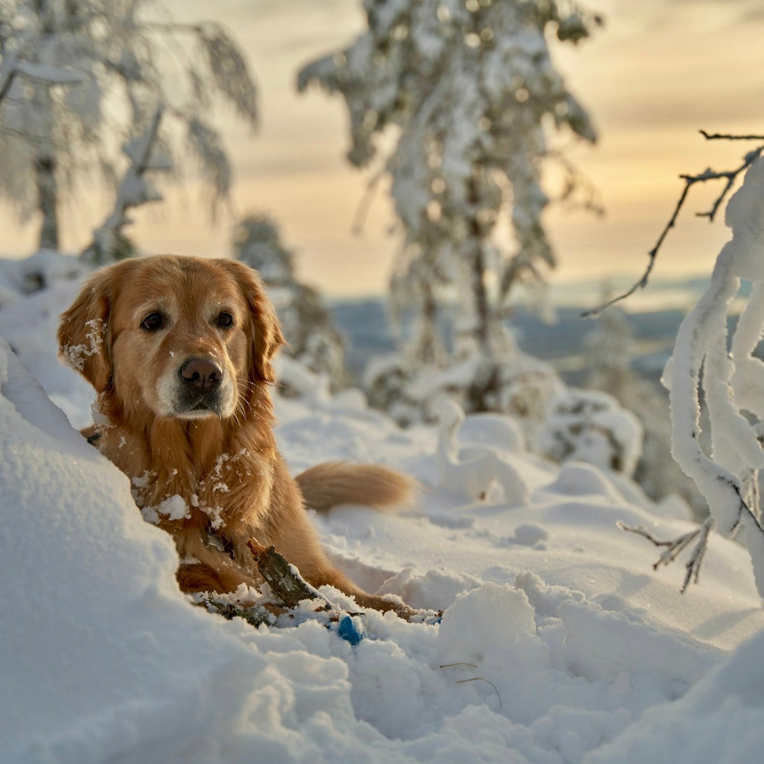 Urlaub mit Hund in Norwegen: Winterzauber & Polarlichter erleben