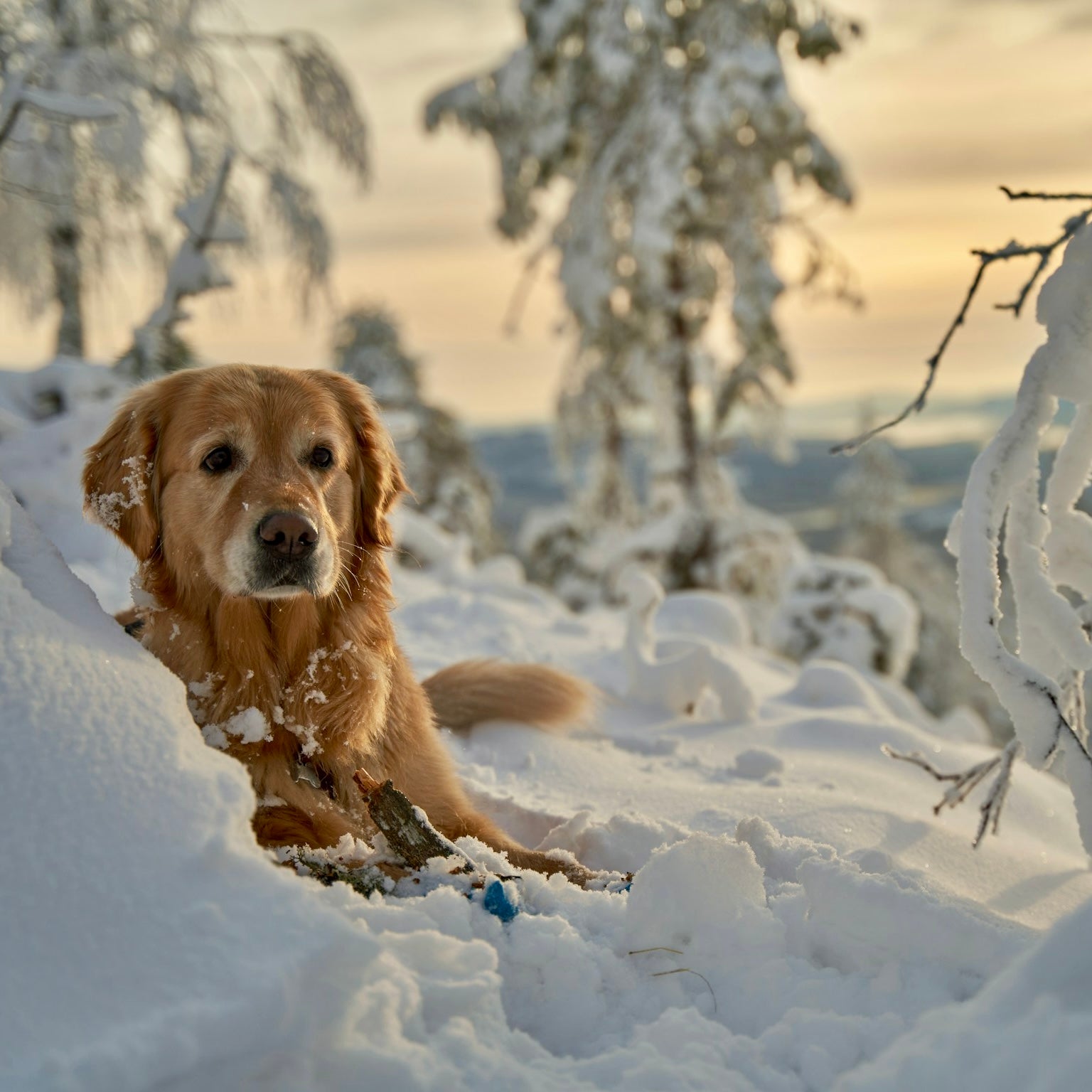 Urlaub mit Hund in Norwegen: Winterzauber & Polarlichter erleben