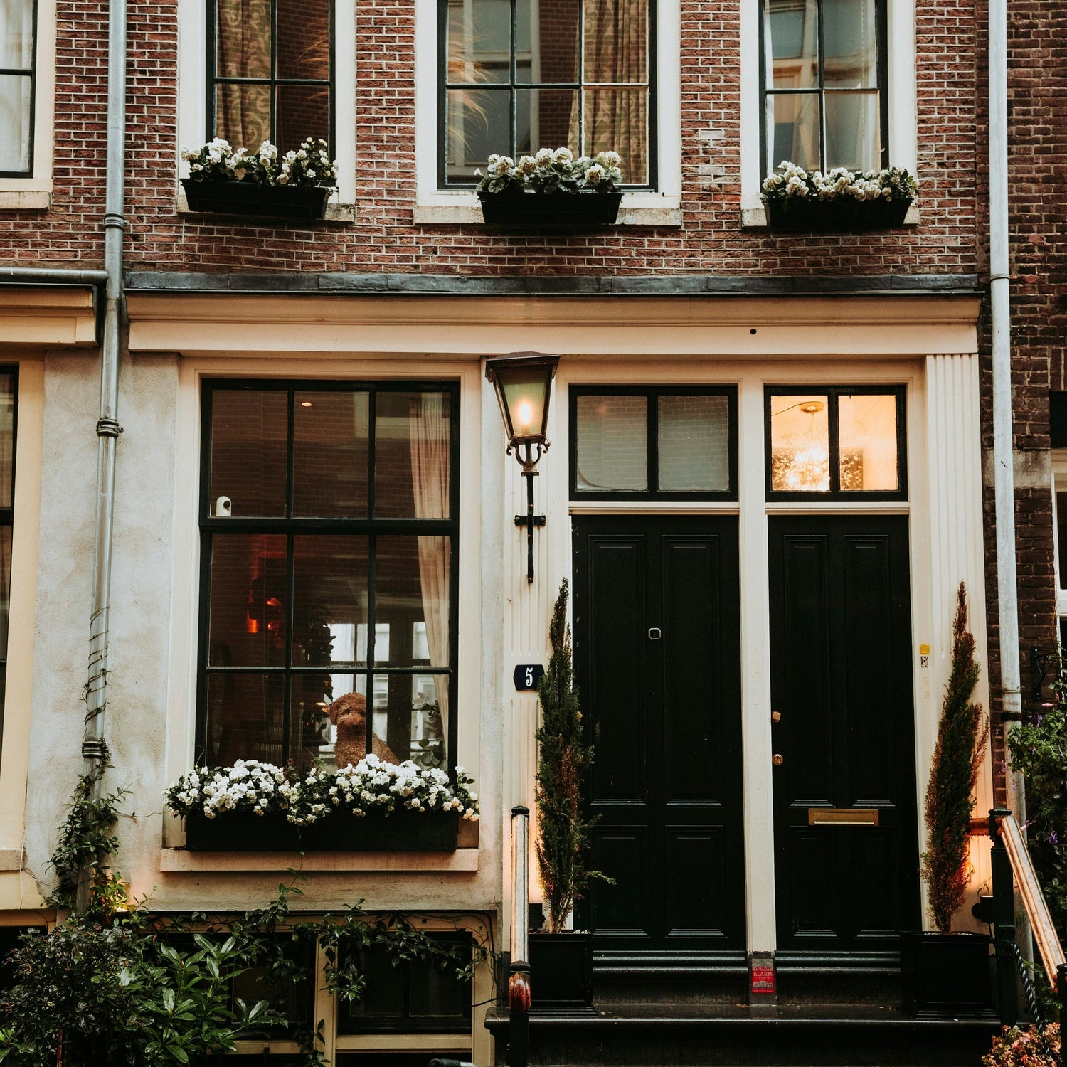 Urlaub mit Hund Amsterdam – Exklusive Hotels & Insider-Guide