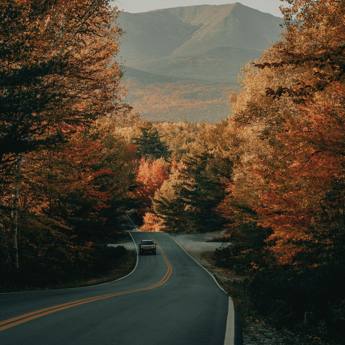 Urlaub mit Hund in New England