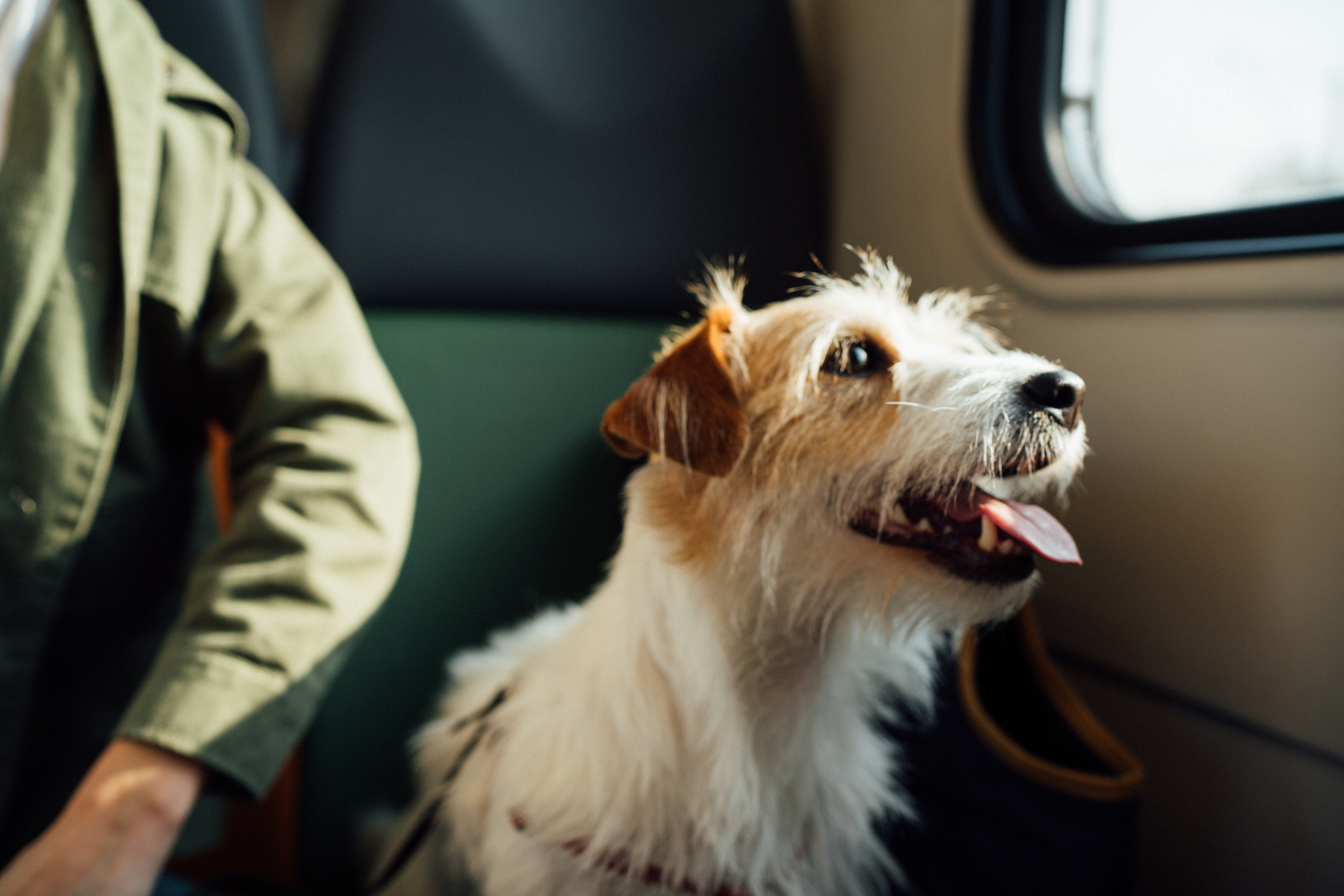 Zugfahren mit Hund: Was ist zu beachten?