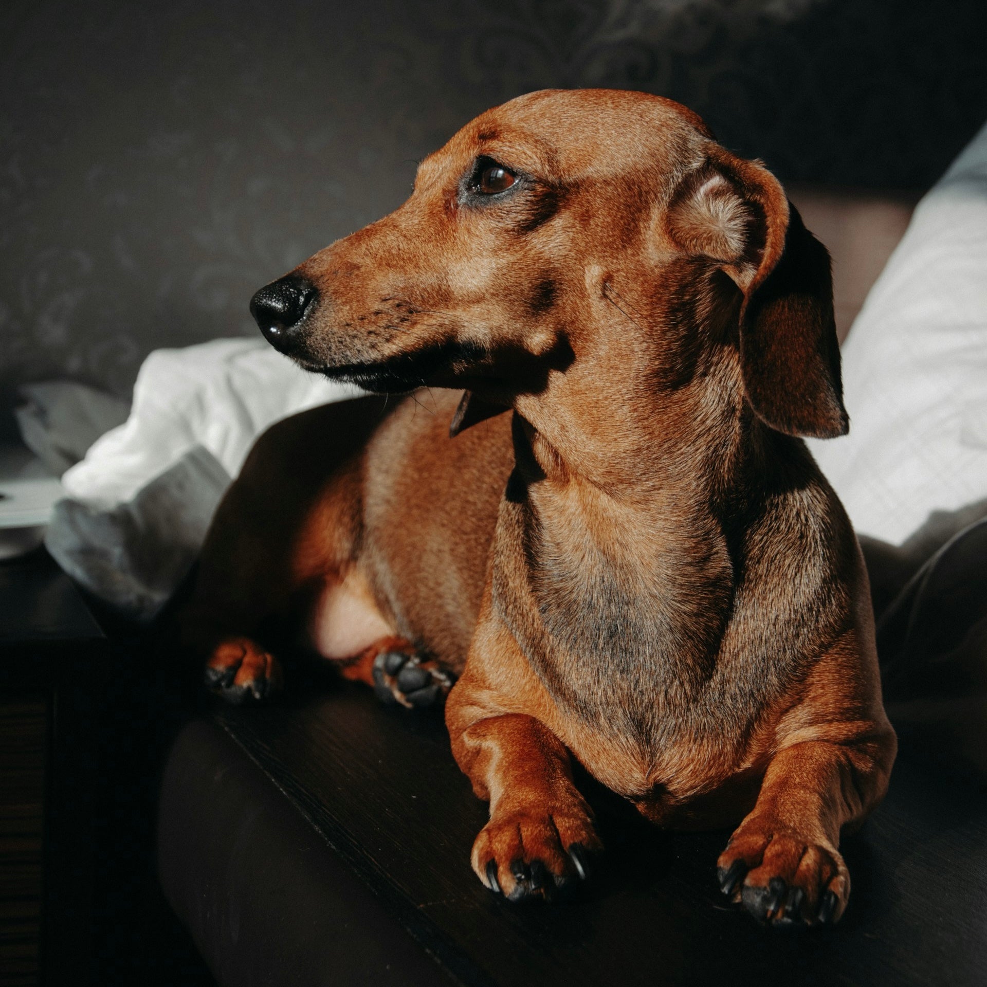 Reisen mit Hund bei Hitze: Warme Länder & Südeuropa planen