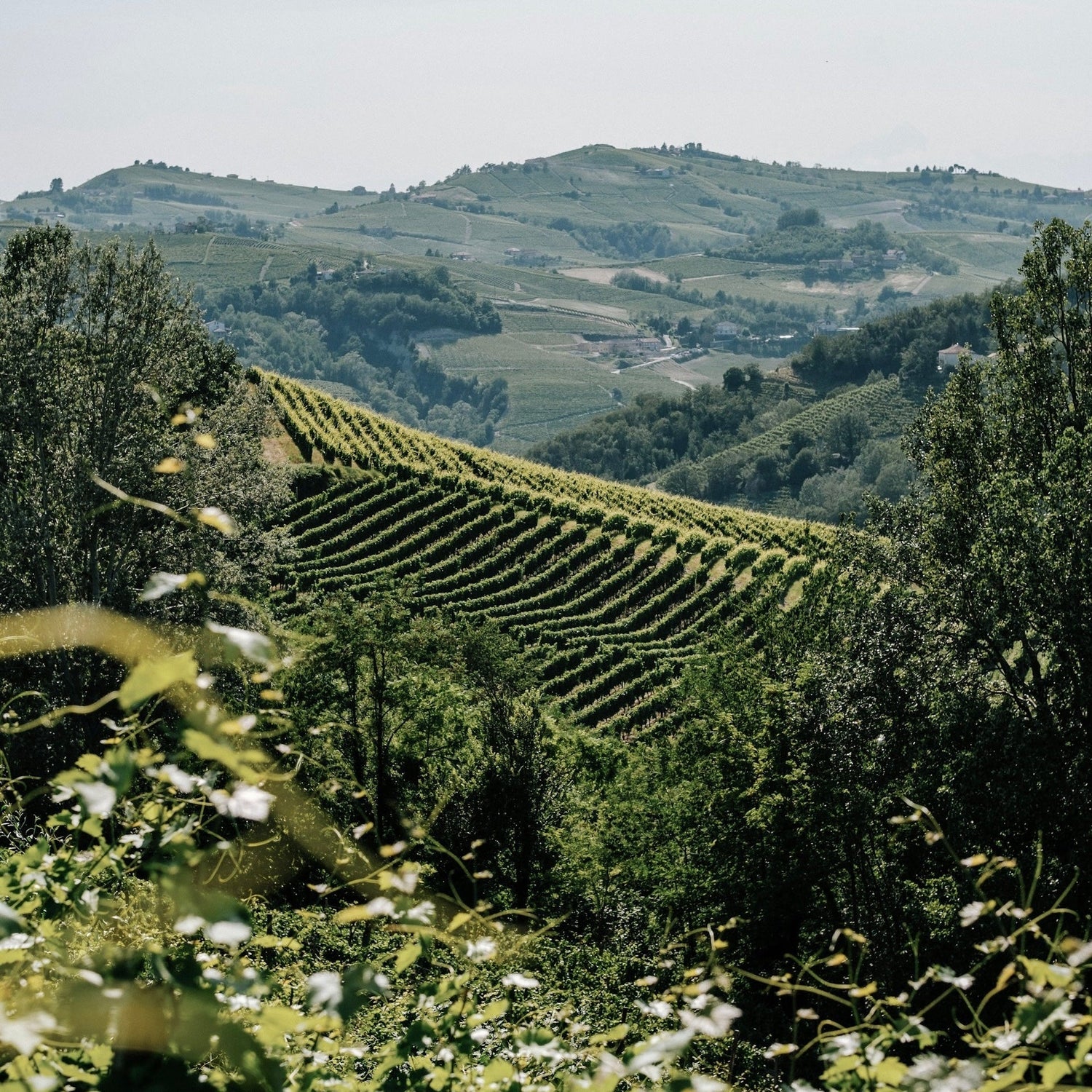 Urlaub mit Hund im Piemont: Die schönsten Orte & Hotels