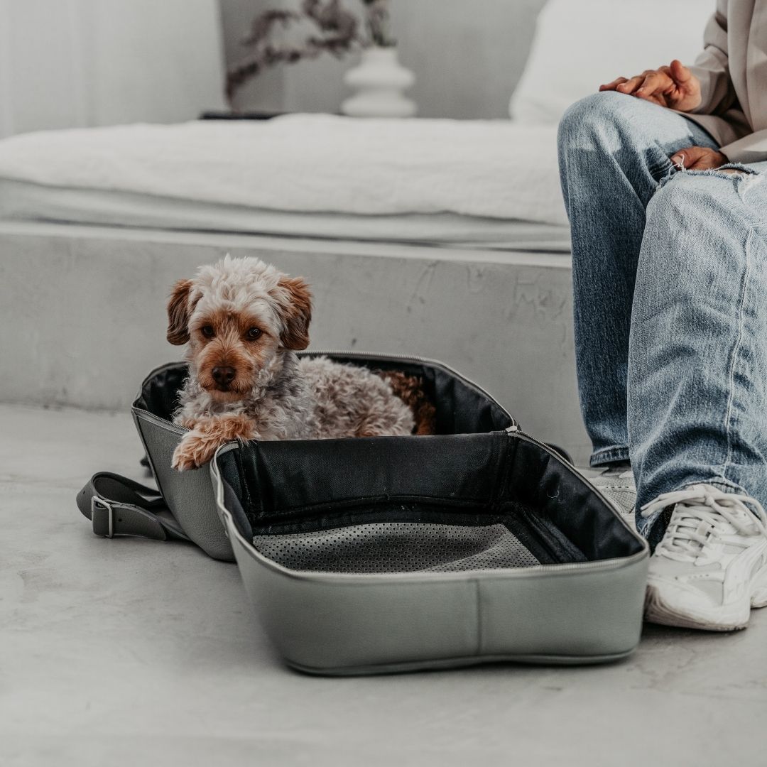 Zuhause mit Hund entspannen