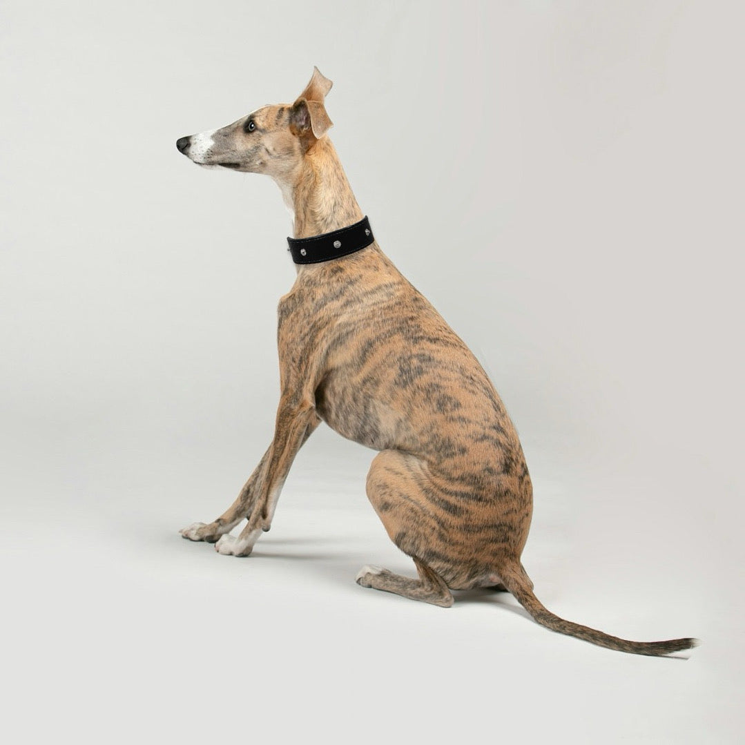 Hundehalsband aus Leder