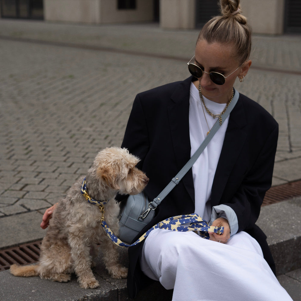 Stressfreies Reisen mit Hund