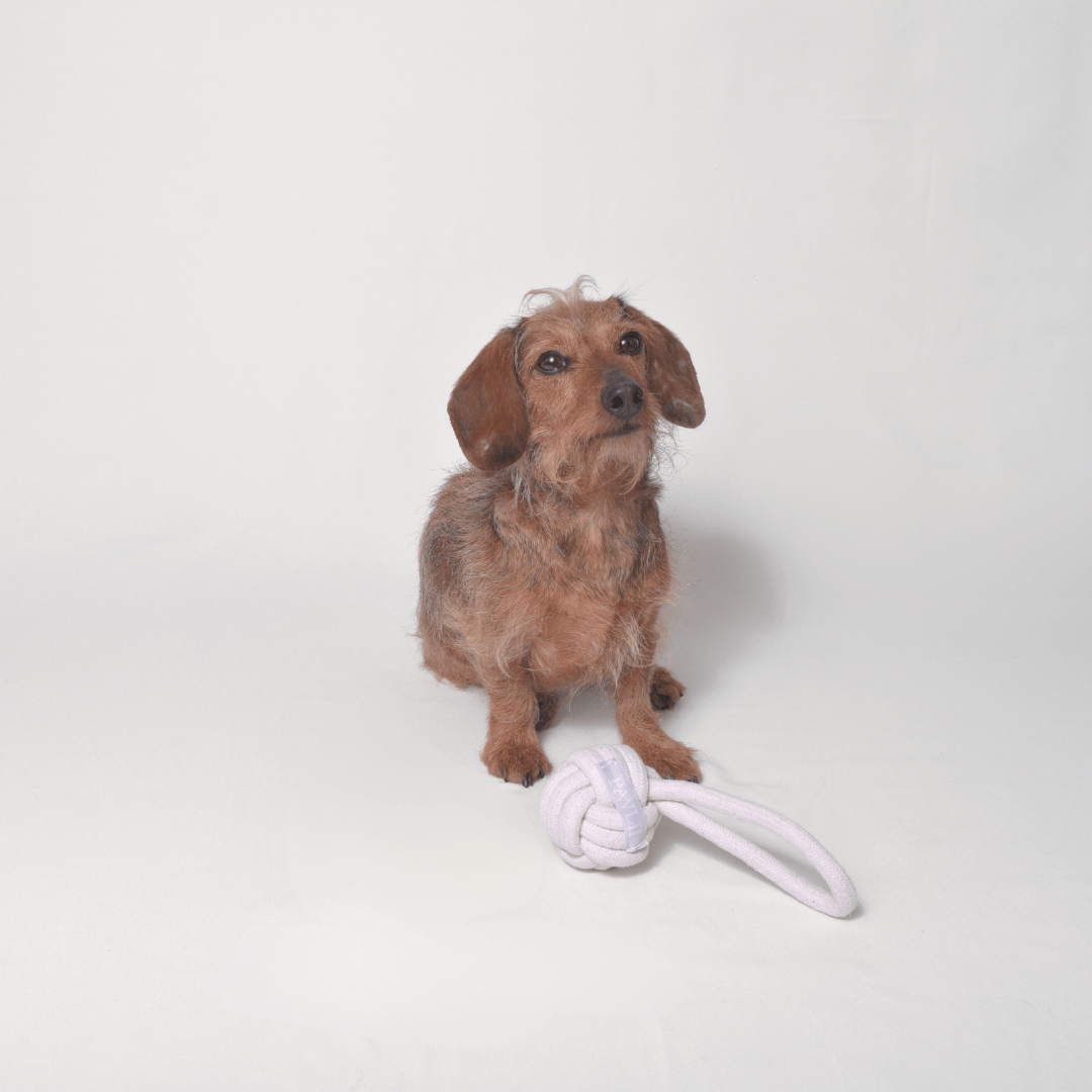 Dog sitting with natural rope chewing toy