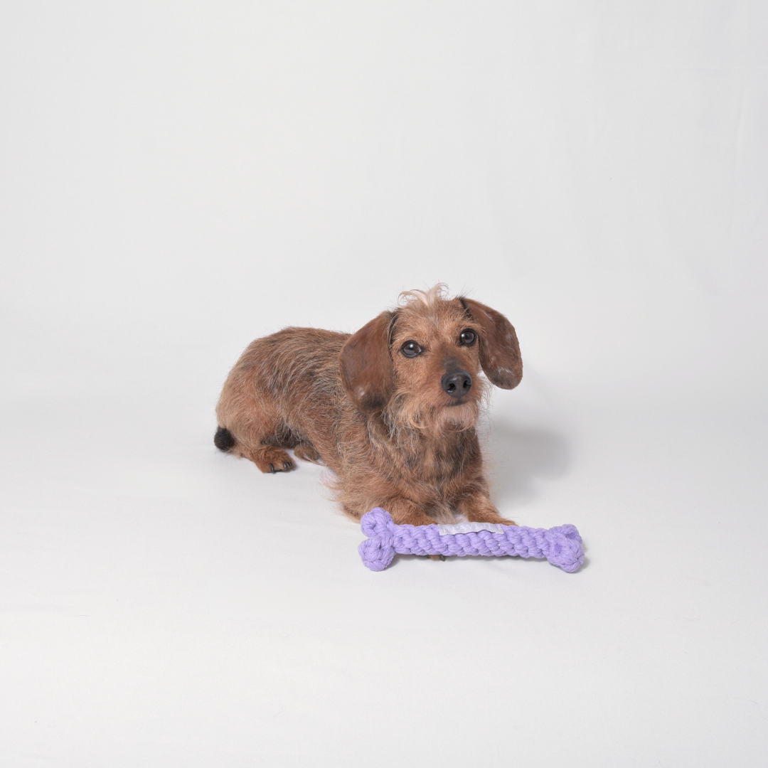 Brown dachshund laying in front of a purple rope toy bone