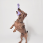 Dachshund jumping in the air to catch a purple rope toy bone