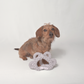 Brown dachshund sitting in front of a grey paw-shaped rope toy