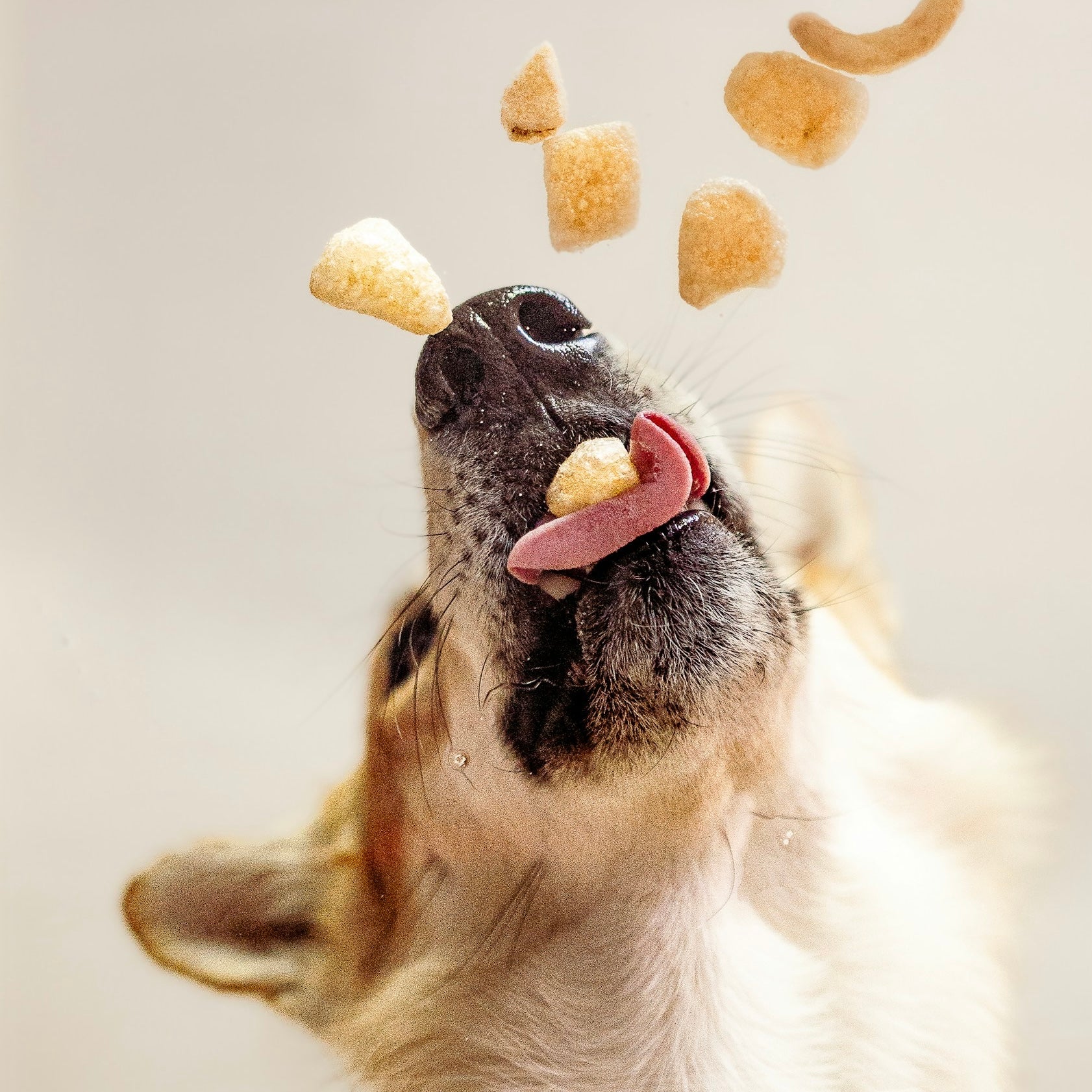Hund frisst Kekse, die vom Himmel fliegen.