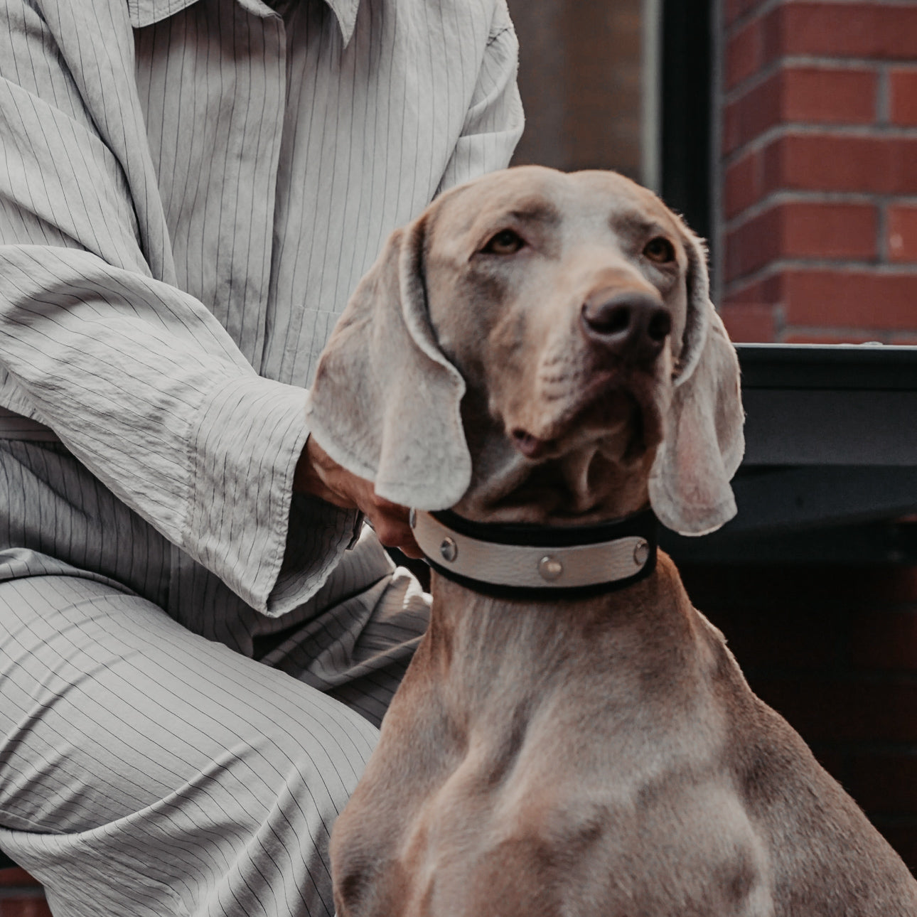 Weimaraner Hündin mit PAWLII Halsband aus Leder